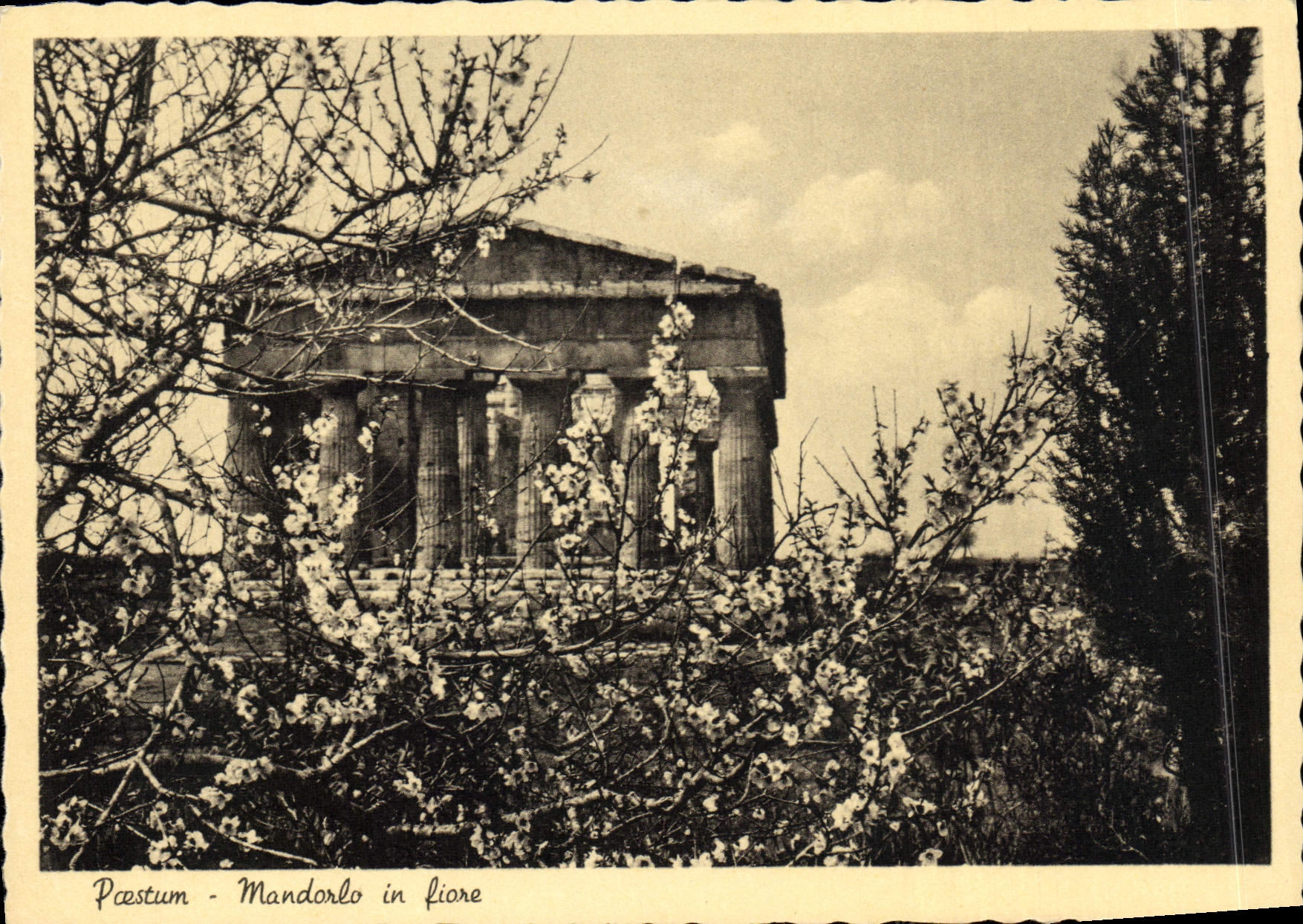 CPM Paestum Mandorlo In Fiare