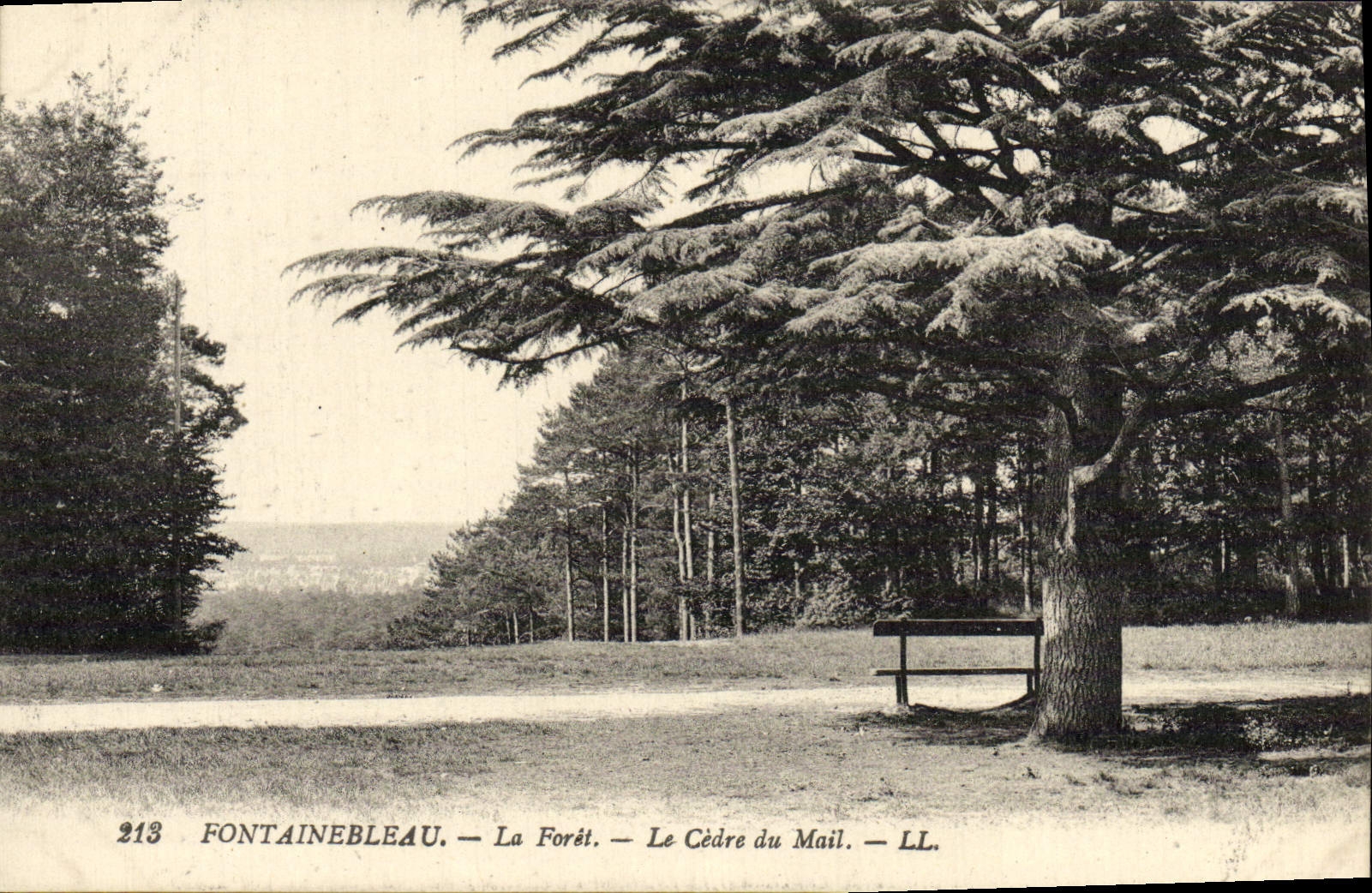 CPA Fontainebleau La Foret Le Cedre Du Mail