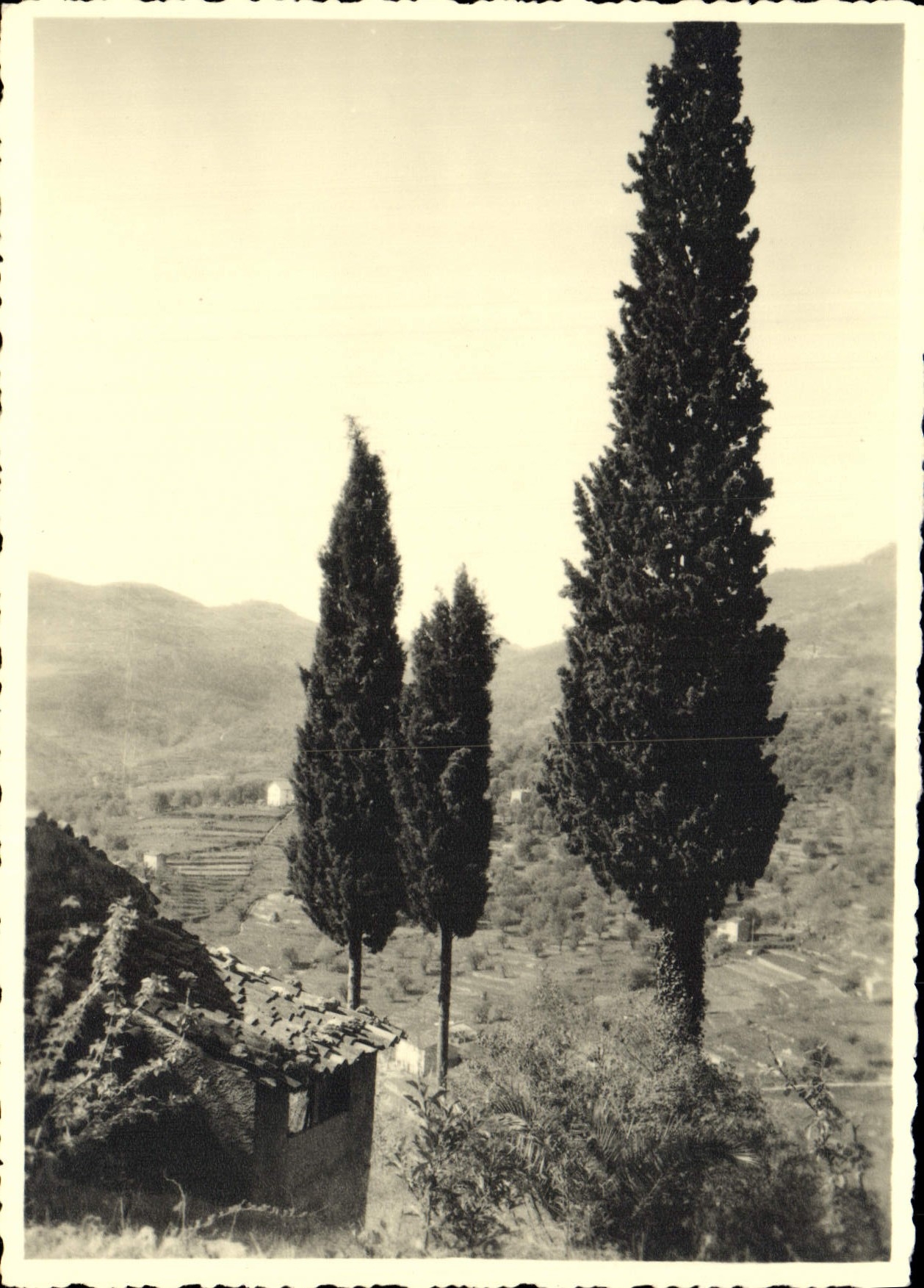 CPM Cypres dans la montagne Cote d'azur