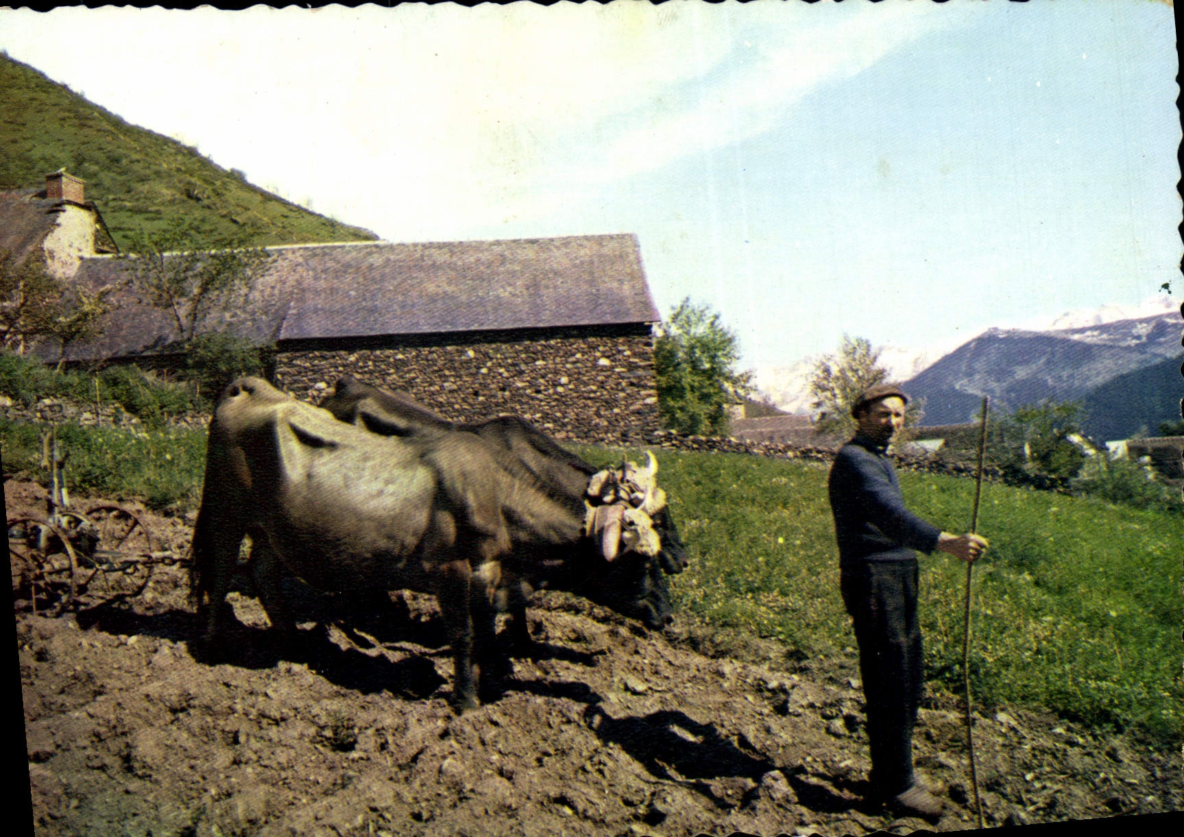 CPM Les Pyrenees Paysage Des Hautes Vallees Paysan Vaches Boeuf Attelage