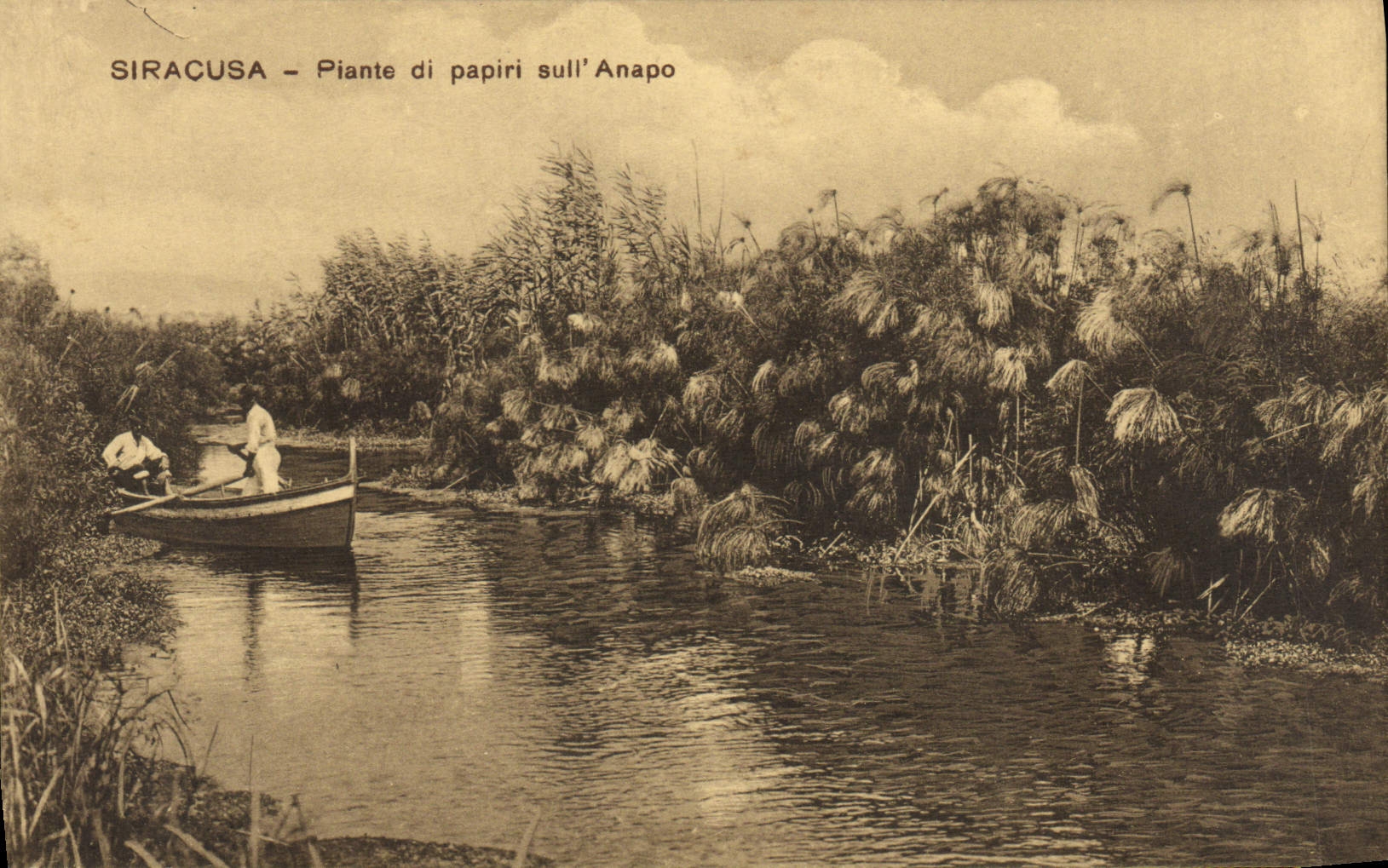 VINTAGE POSTCARD Siracusa Piante Di Papiri Sull' anapo