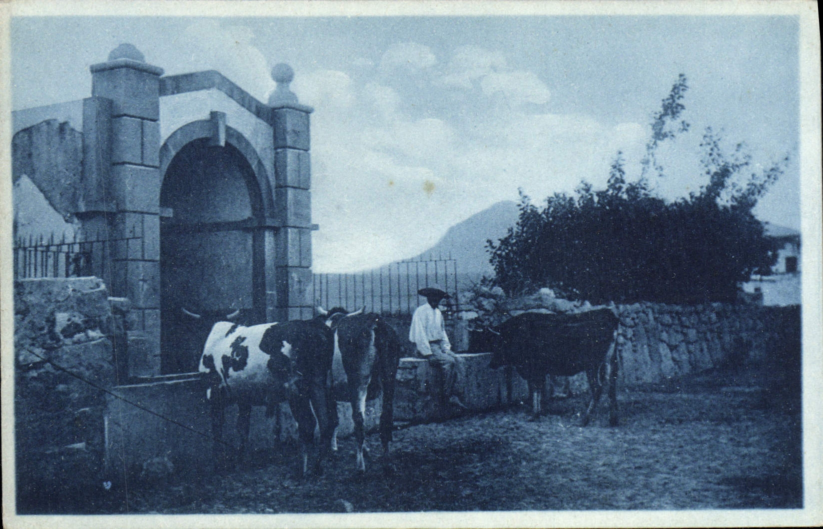 VINTAGE POSTCARD Fantasy Cows Basque Country