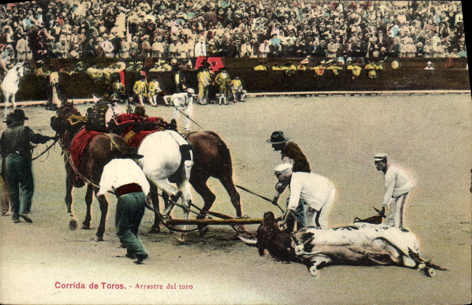 POSTAL Bullfight De Toros Arrastre Del Toro Bull de la VENDIMIA