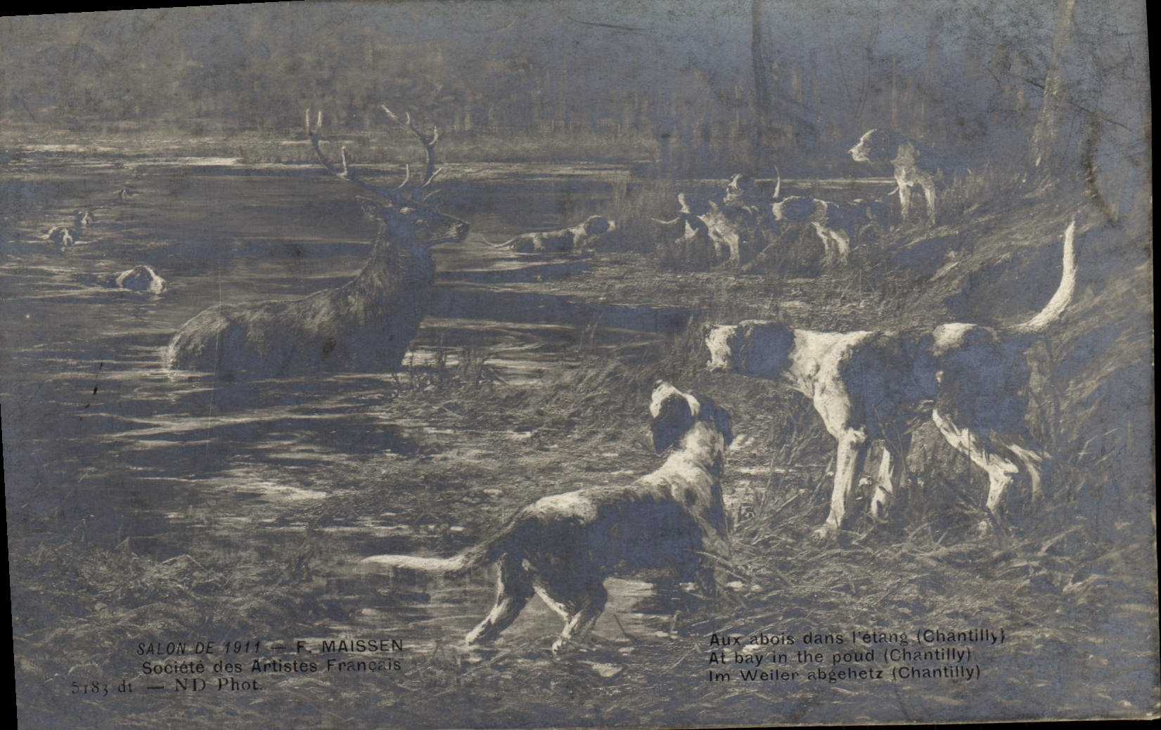 CPA Salon 1911 Maissen Aux abois dans l'etang Chasse a courre Chiens Chien 
