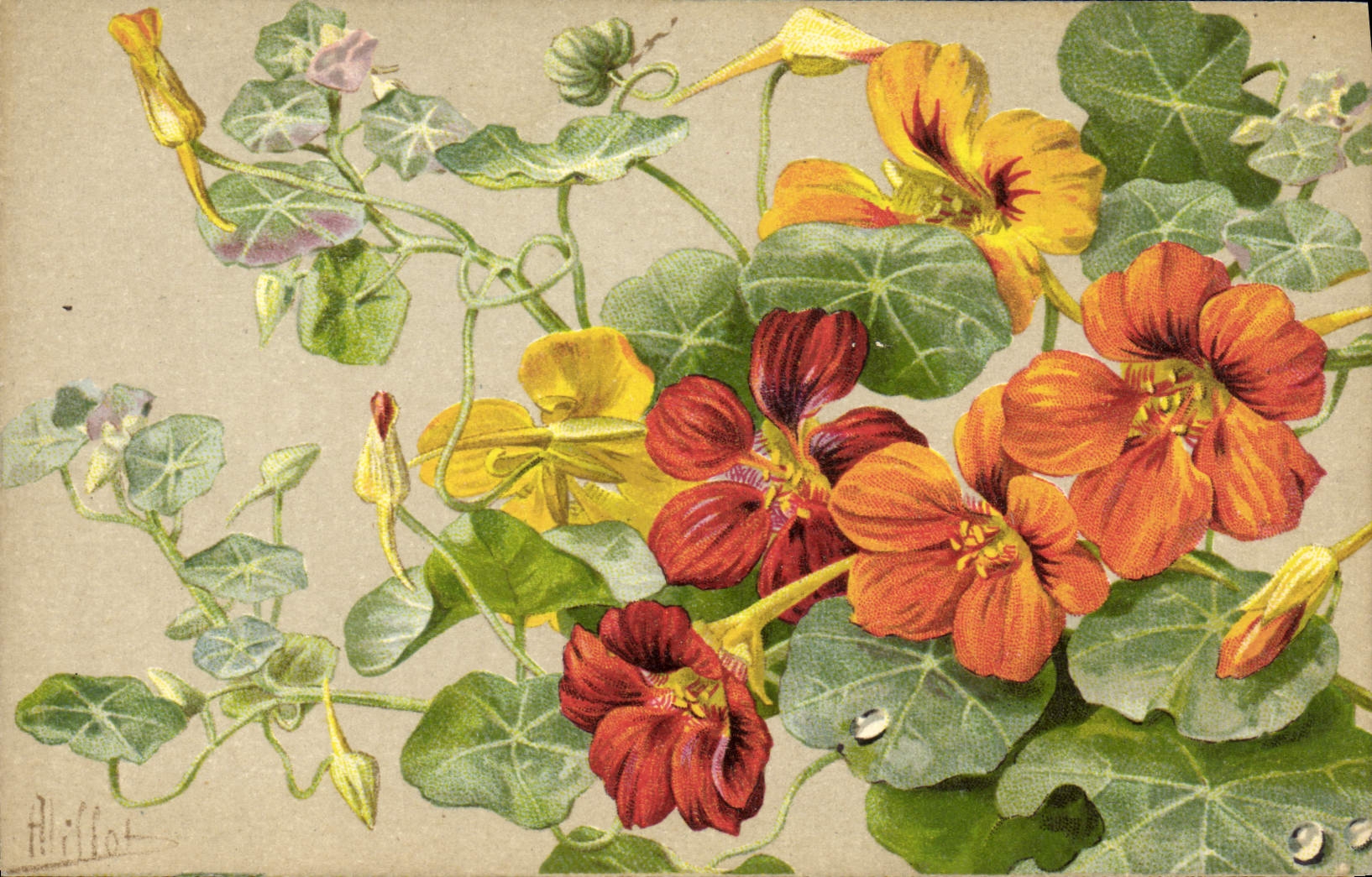 VINTAGE POSTCARD Fantasy Flowers Nasturtiums