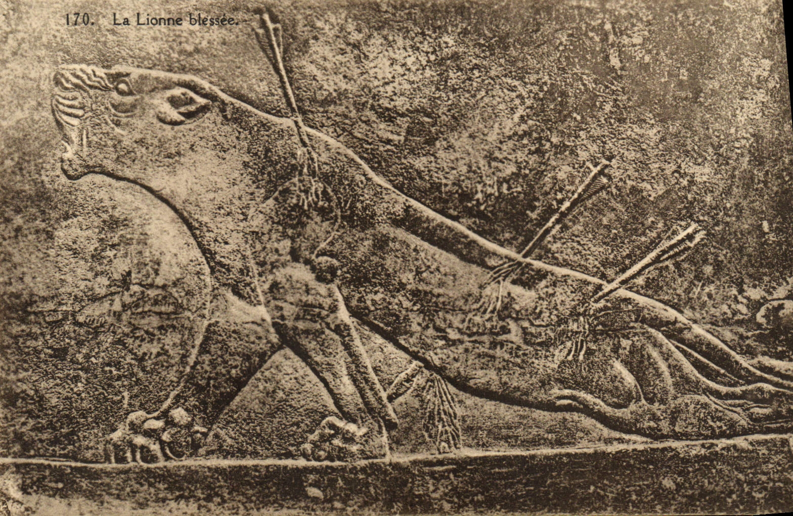 VINTAGE POSTCARD Assyrie the wounded lioness Lion