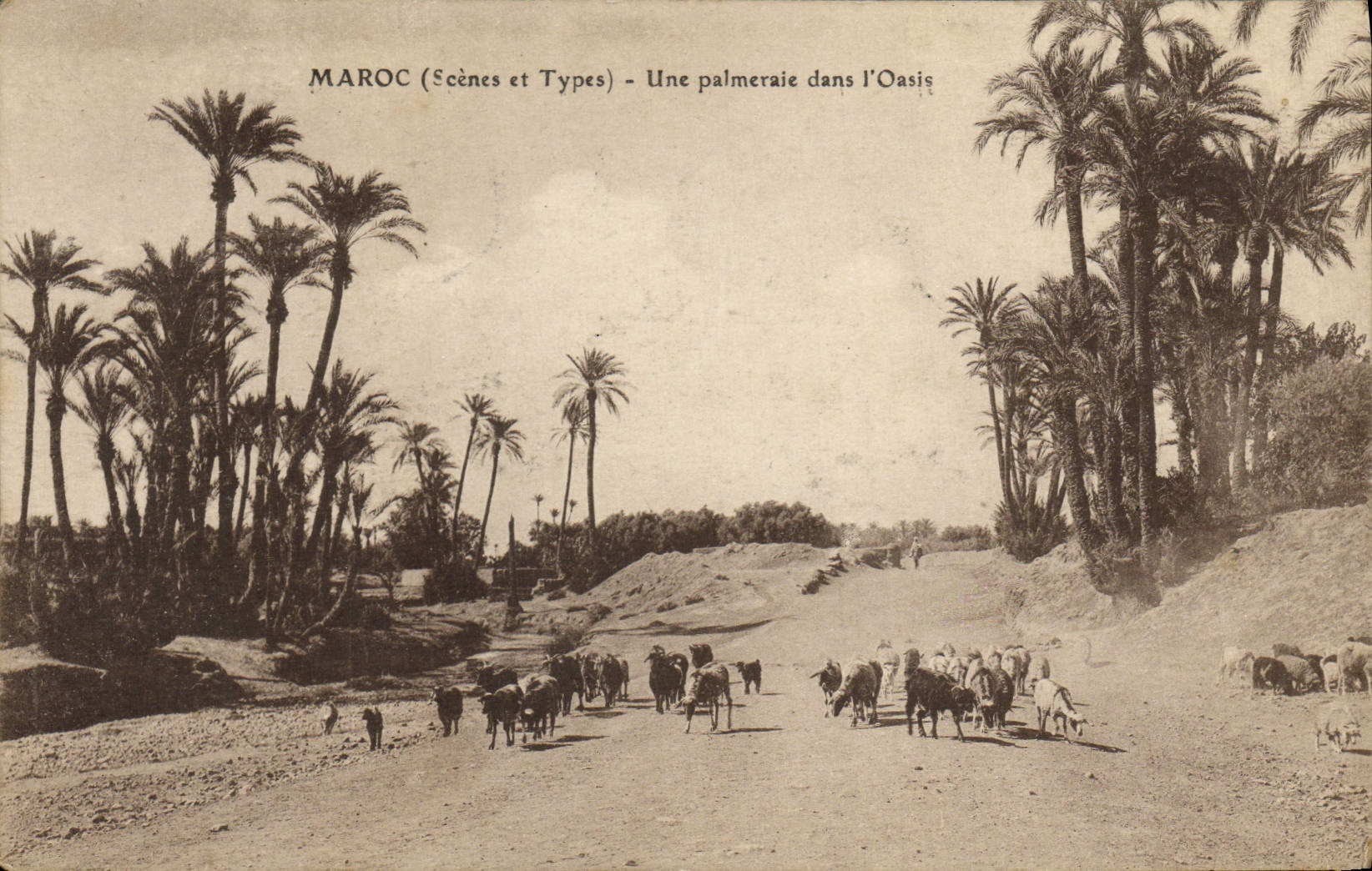 CPA Maroc Une Palmeraire dans l'oasis Moutons