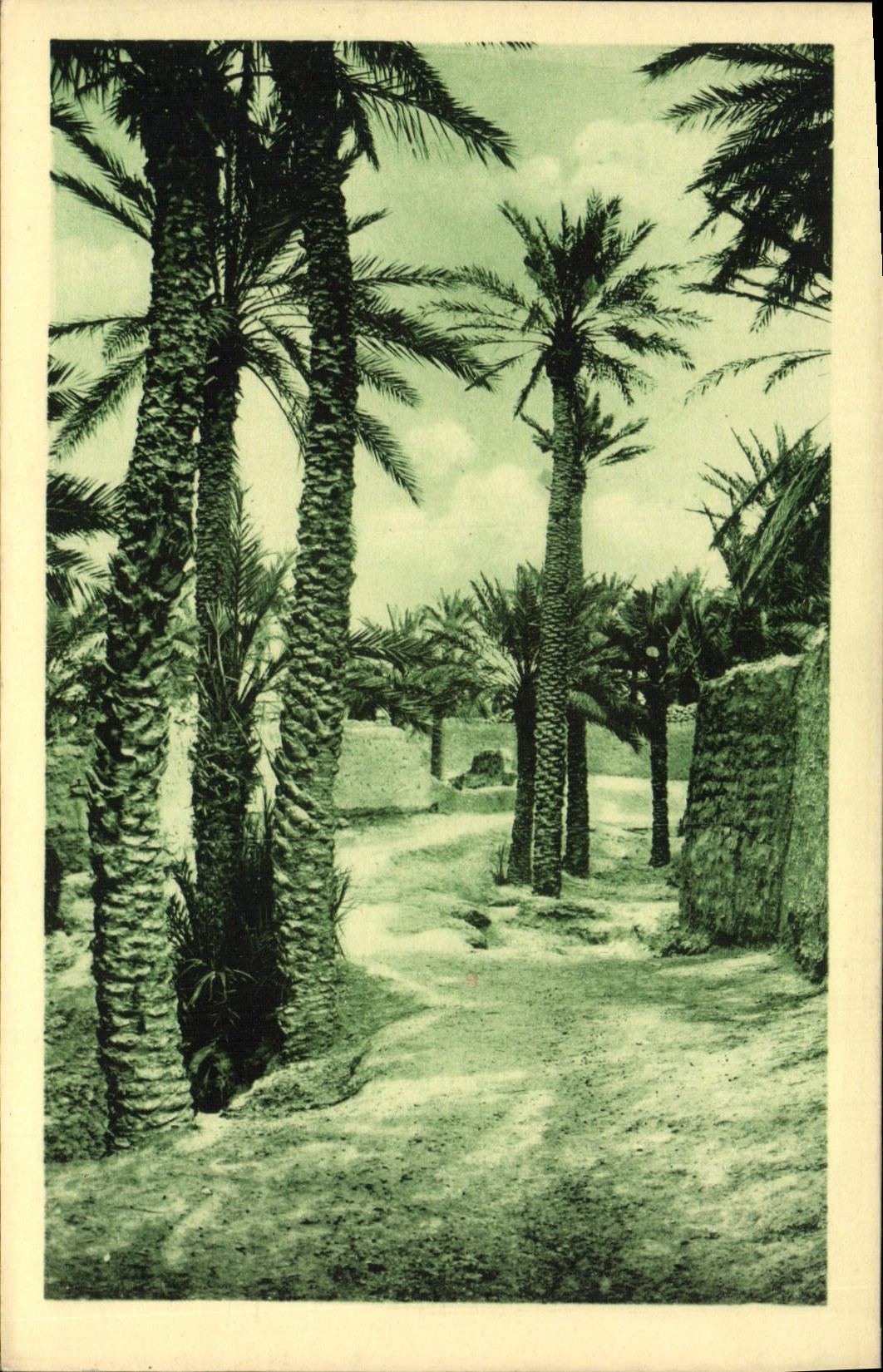 VINTAGE POSTCARD Blessed Ounif Palm plantation