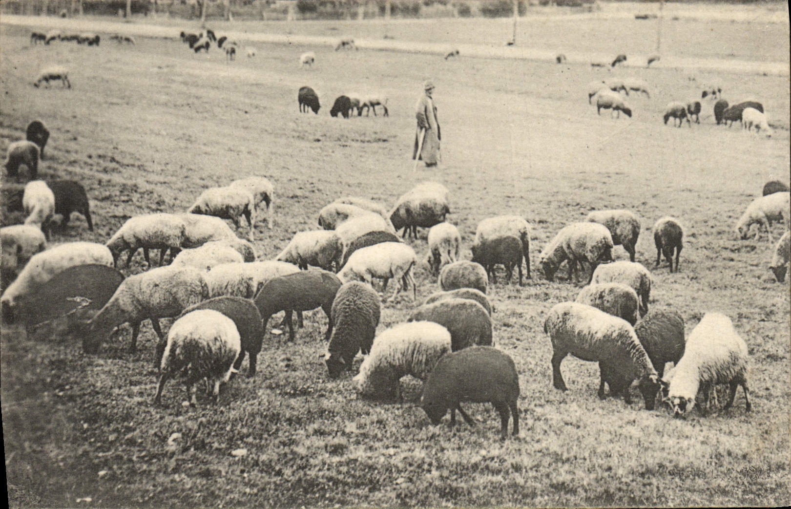 CPA Berger Moutons 