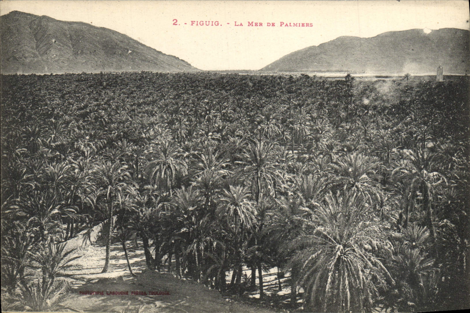 CPA Figuig La Mer De Palmiers