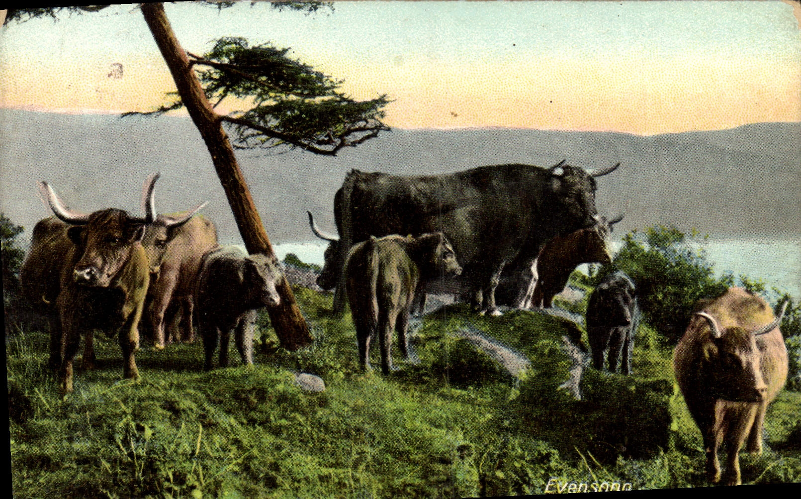 VINTAGE POSTCARD Evensong Cows