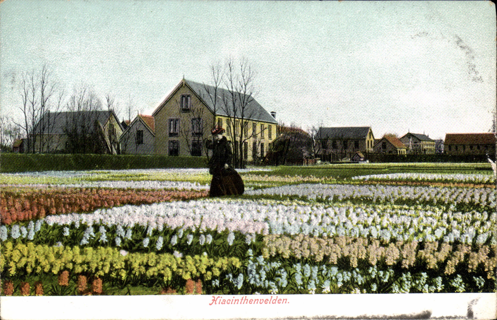 CPA Hiacinthenvelden Fleurs