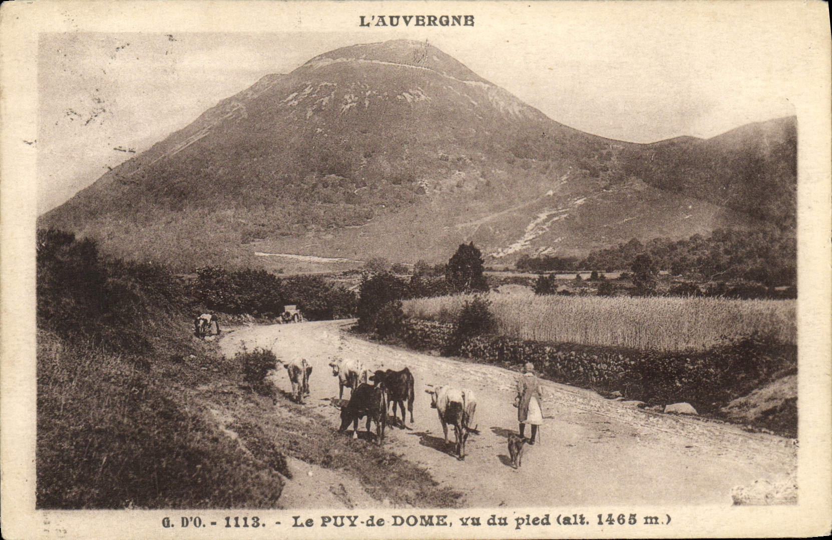 VINTAGE POSTCARD Auvergne Puy De Dome Seen of Pled Cow