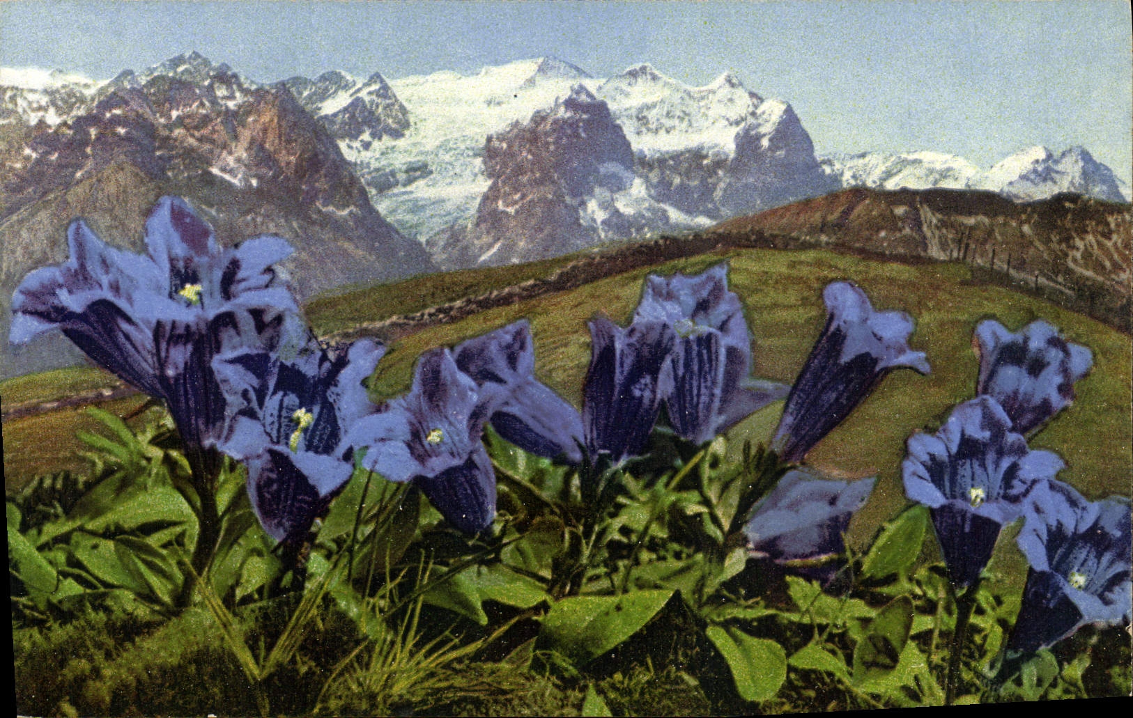 CPA Koch scher oder stengelloser Enzian Gentiana Kochiana Fleurs 