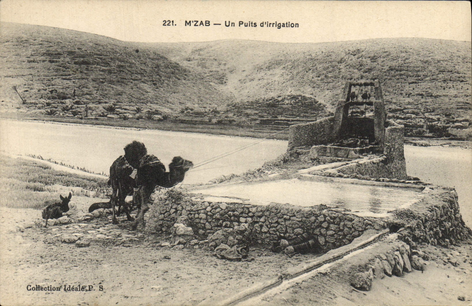 CPA Mzab Un Puits D'irrigation Chameau
