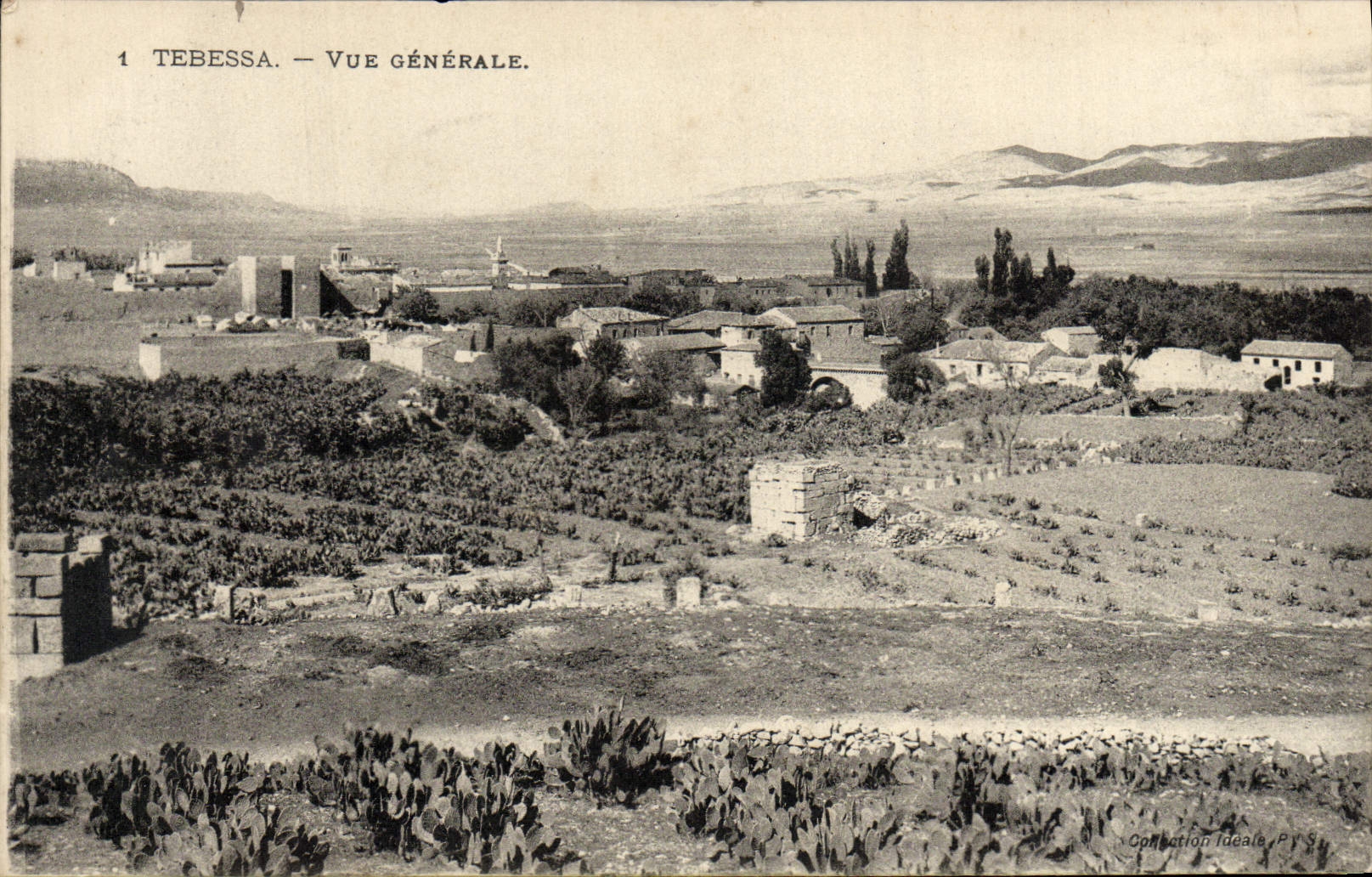 VINTAGE POSTCARD Tebessa View