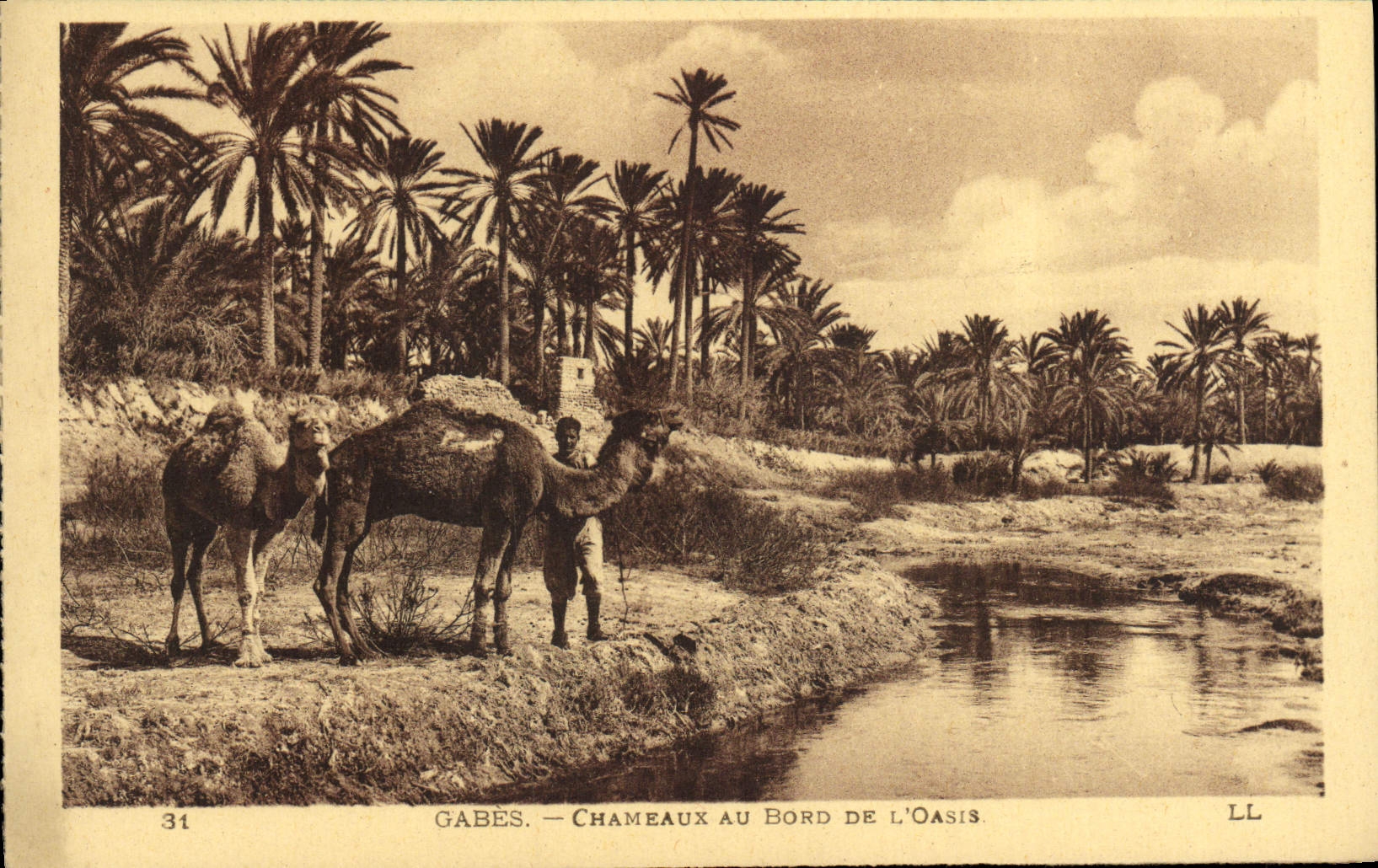 VINTAGE POSTCARD Gabes Camels At the edge of the Oasis
