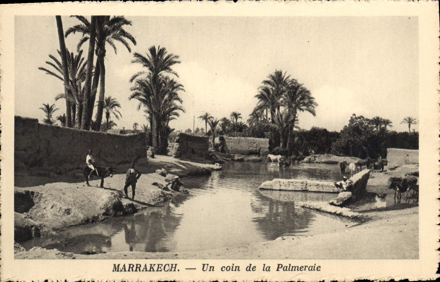 CPA Marrakech Un Coin de la Palmeraie