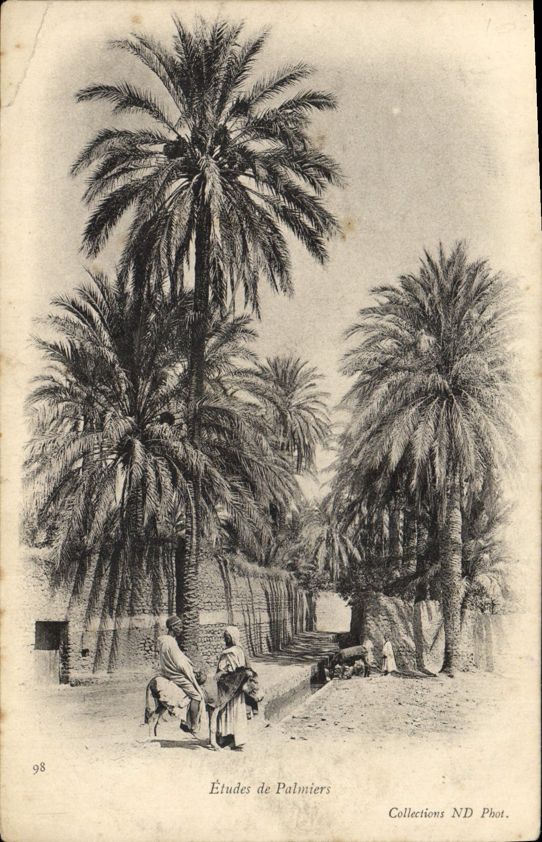VINTAGE POSTCARD Studies of Palm trees