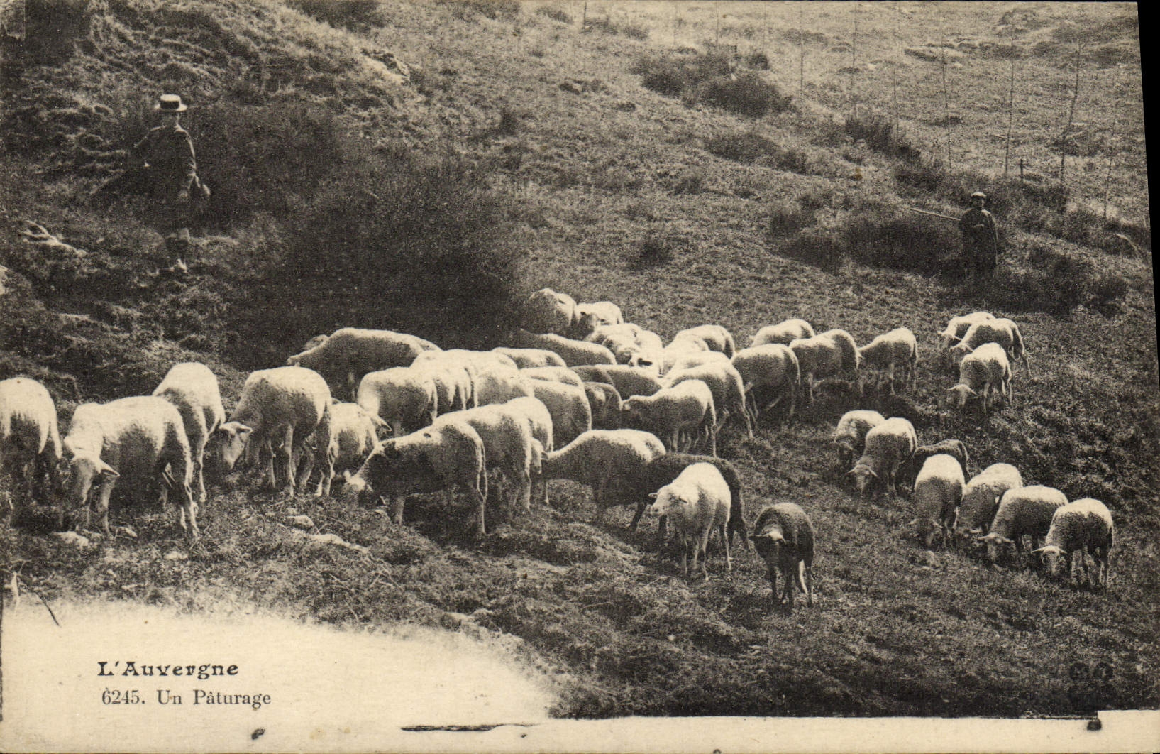 CPA L'Auvergne Un Paturage Moutons