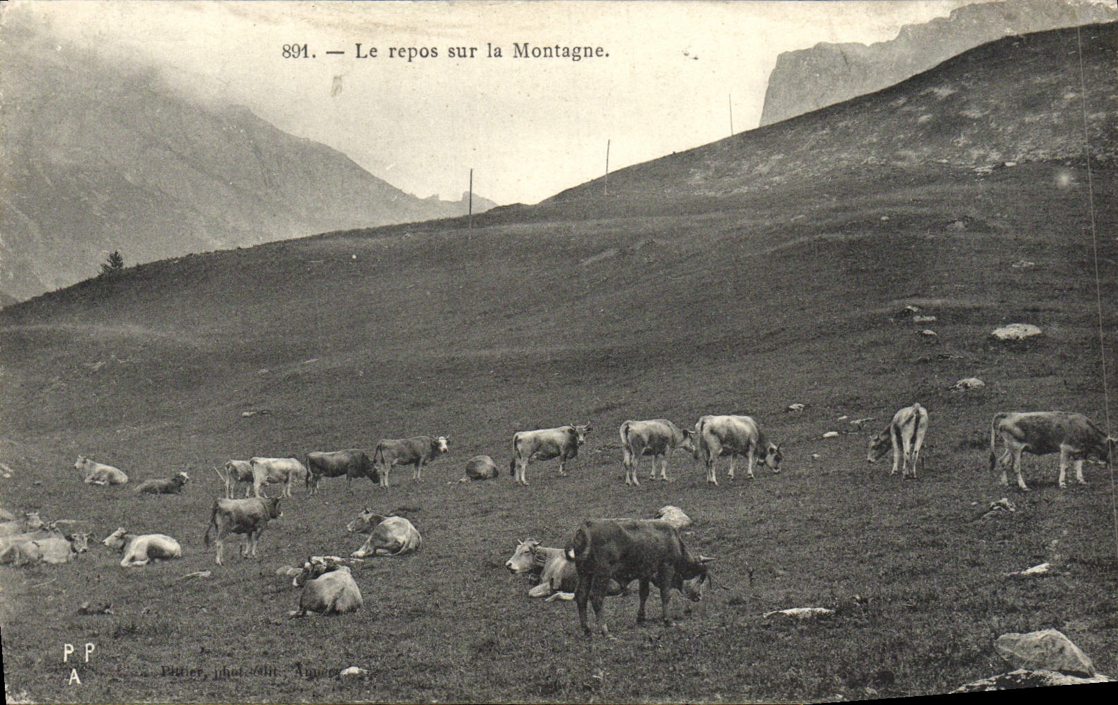 VINTAGE POSTCARD Rest On the Mountain Cows