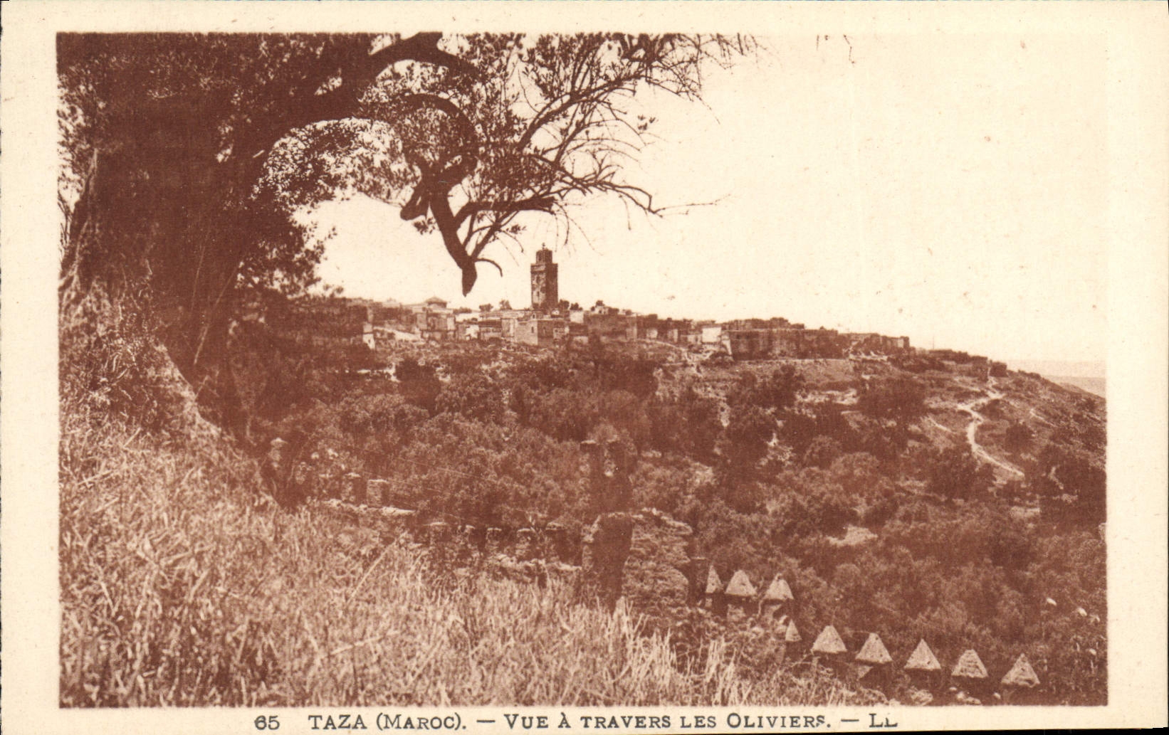 VINTAGE POSTCARD Taza Seen Through the Olive-trees
