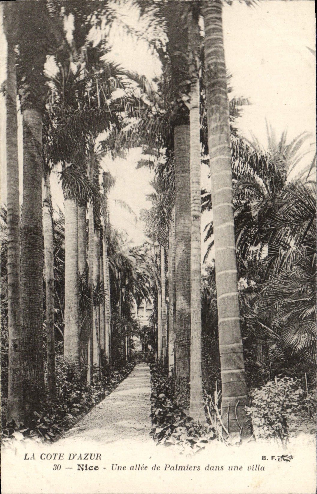 VINTAGE POSTCARD the Dimension of Nice Azure an Alley Of Palm trees In Street Villa