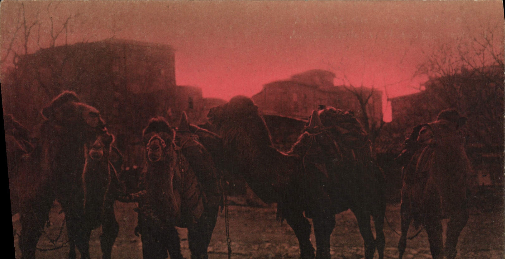 CPA Le coucher Du Soleil Sur Stamboul Les Chameaux De La Place Sultan Mehmed