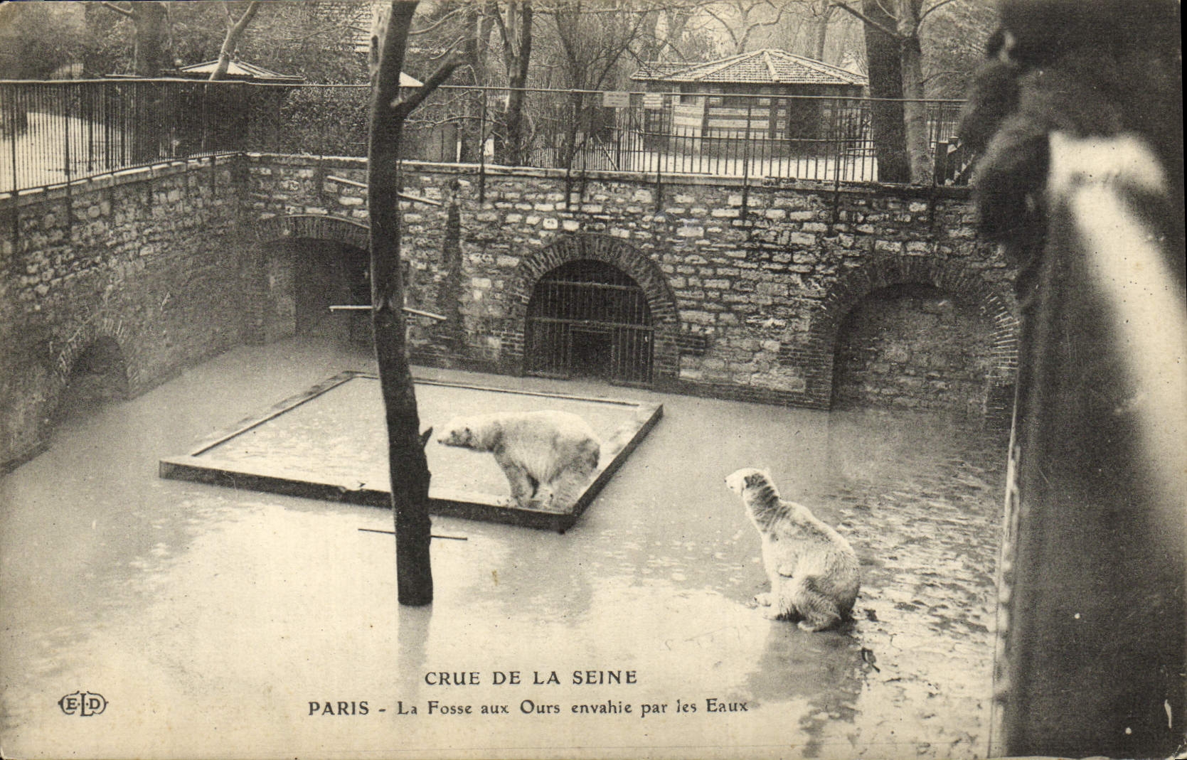 VINTAGE POSTCARD Paris the Bear pit Invaded By Water Raw of the Seine