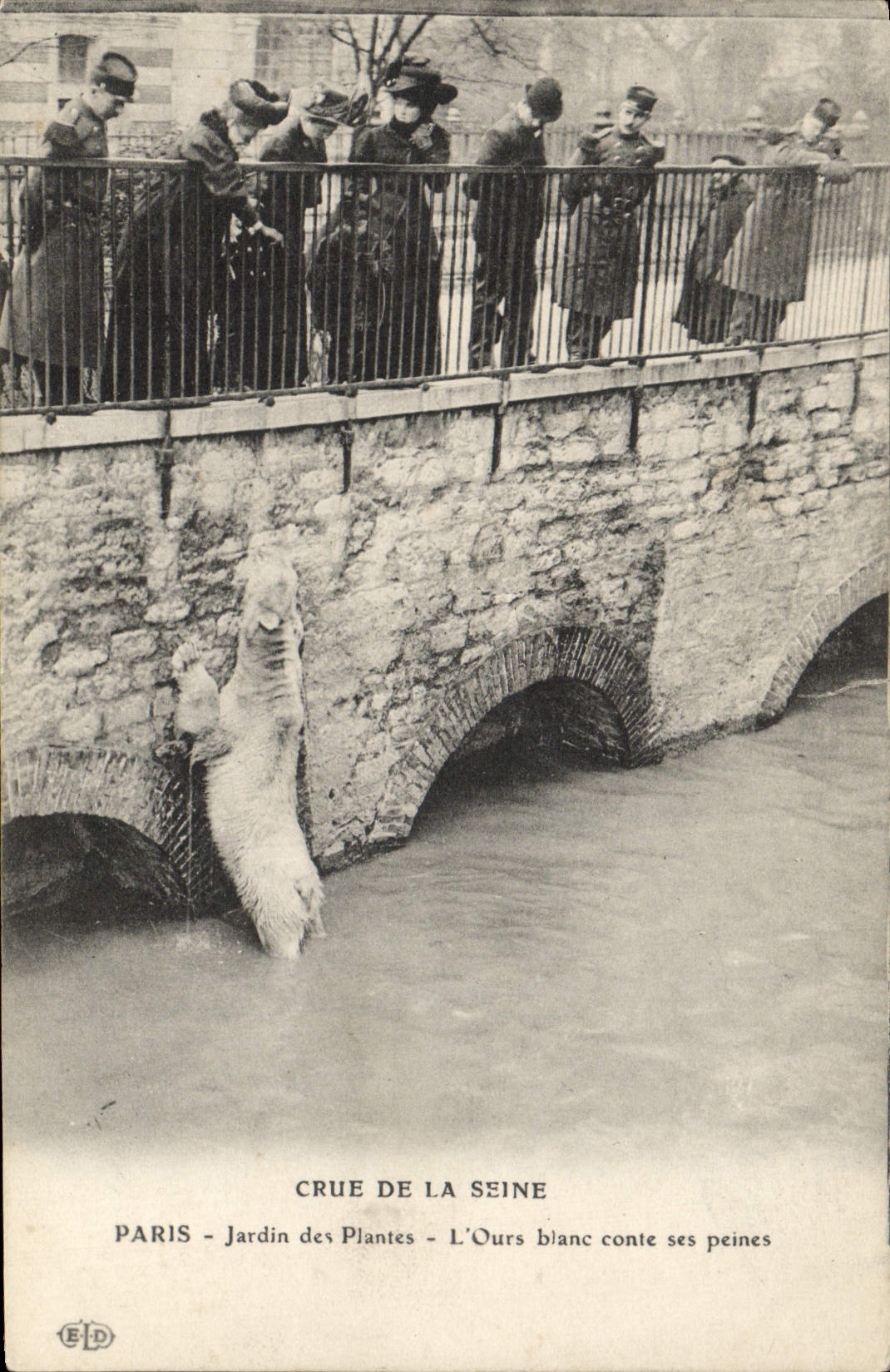 VINTAGE POSTCARD Paris Crue of the Seine Botanical garden the polar bear tells its sorrows