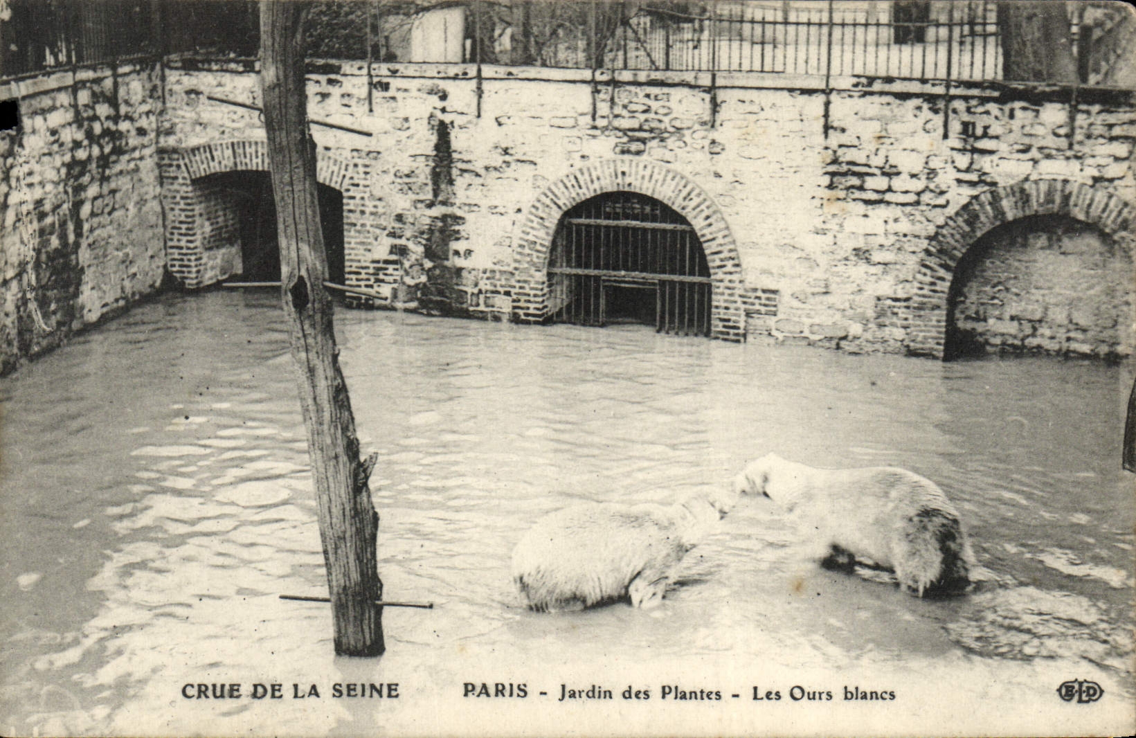 CPA Paris Jardin des Plantes Les ours blancs