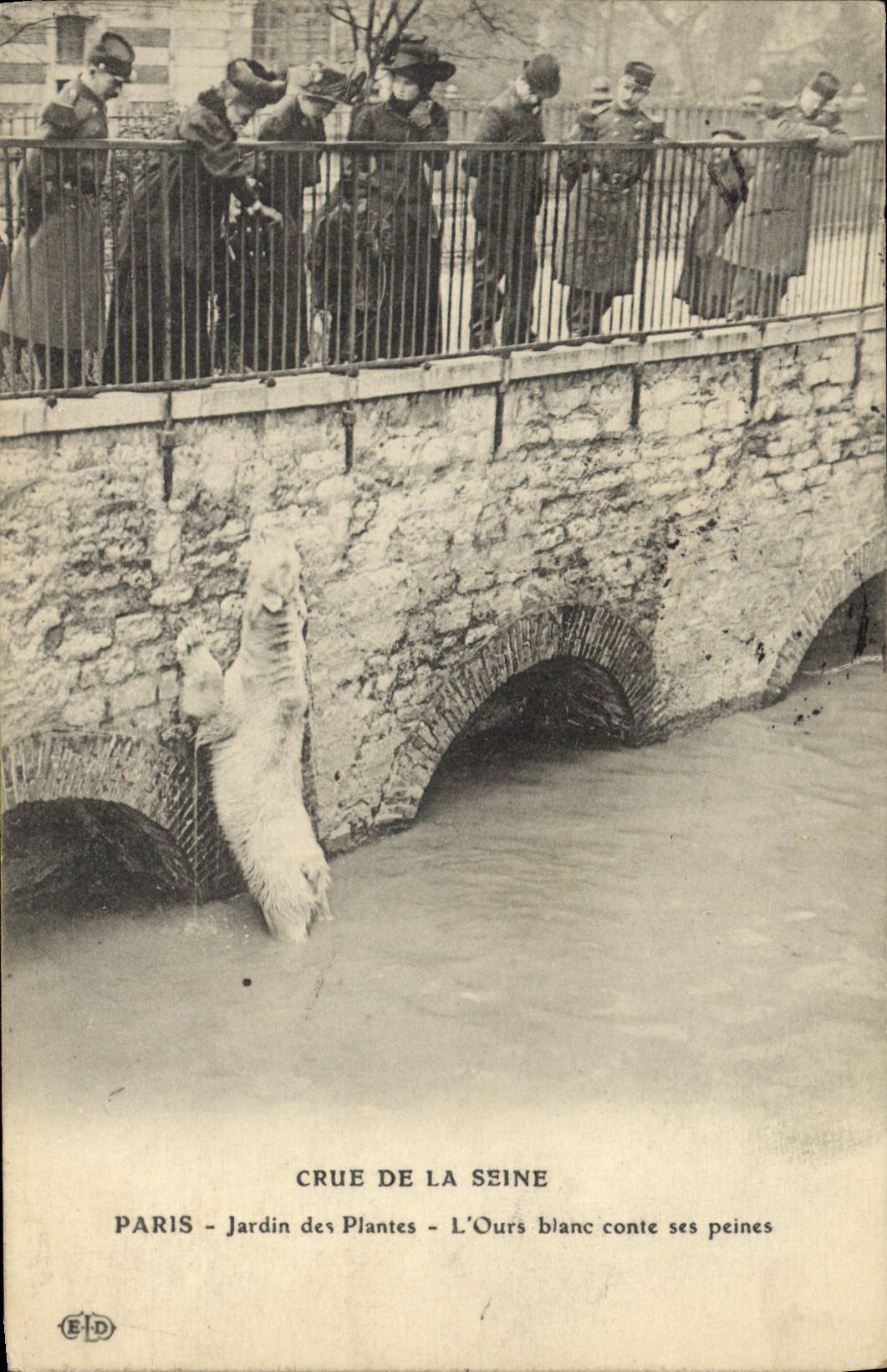 VINTAGE POSTCARD Paris Botanical garden Raw Of the Seine the polar bear tells its sorrows