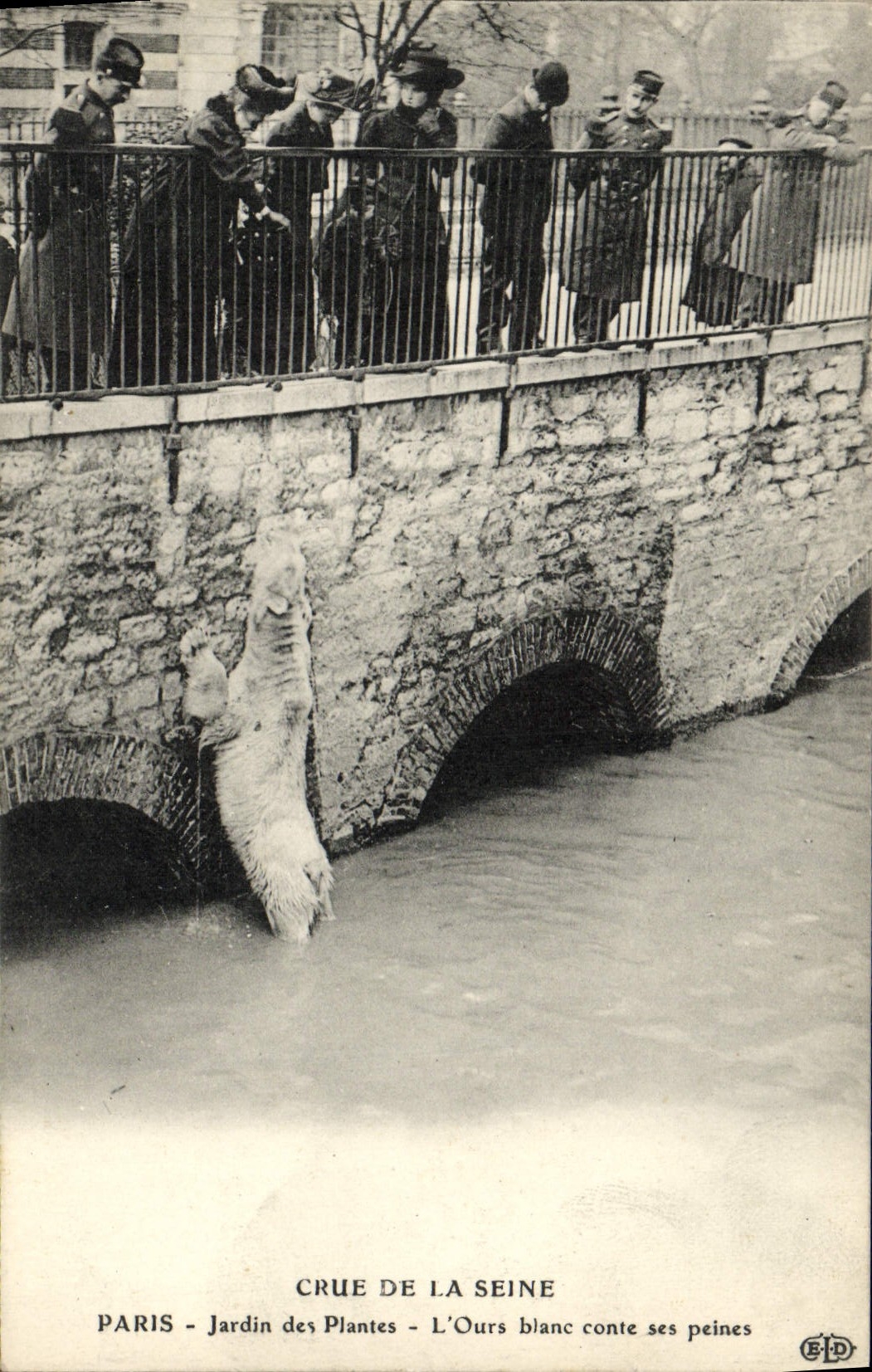 CPA Paris Jardin des Plantes Crue De La Seine L'ours blanc conte ses peines