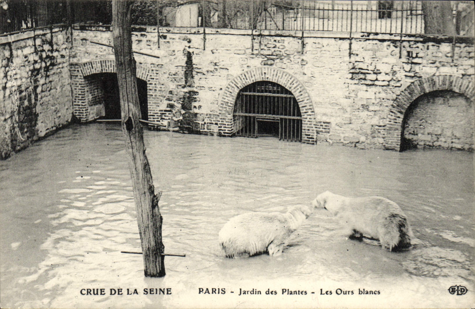 VINTAGE POSTCARD Paris Botanical garden Raw Of the Seine polar bears