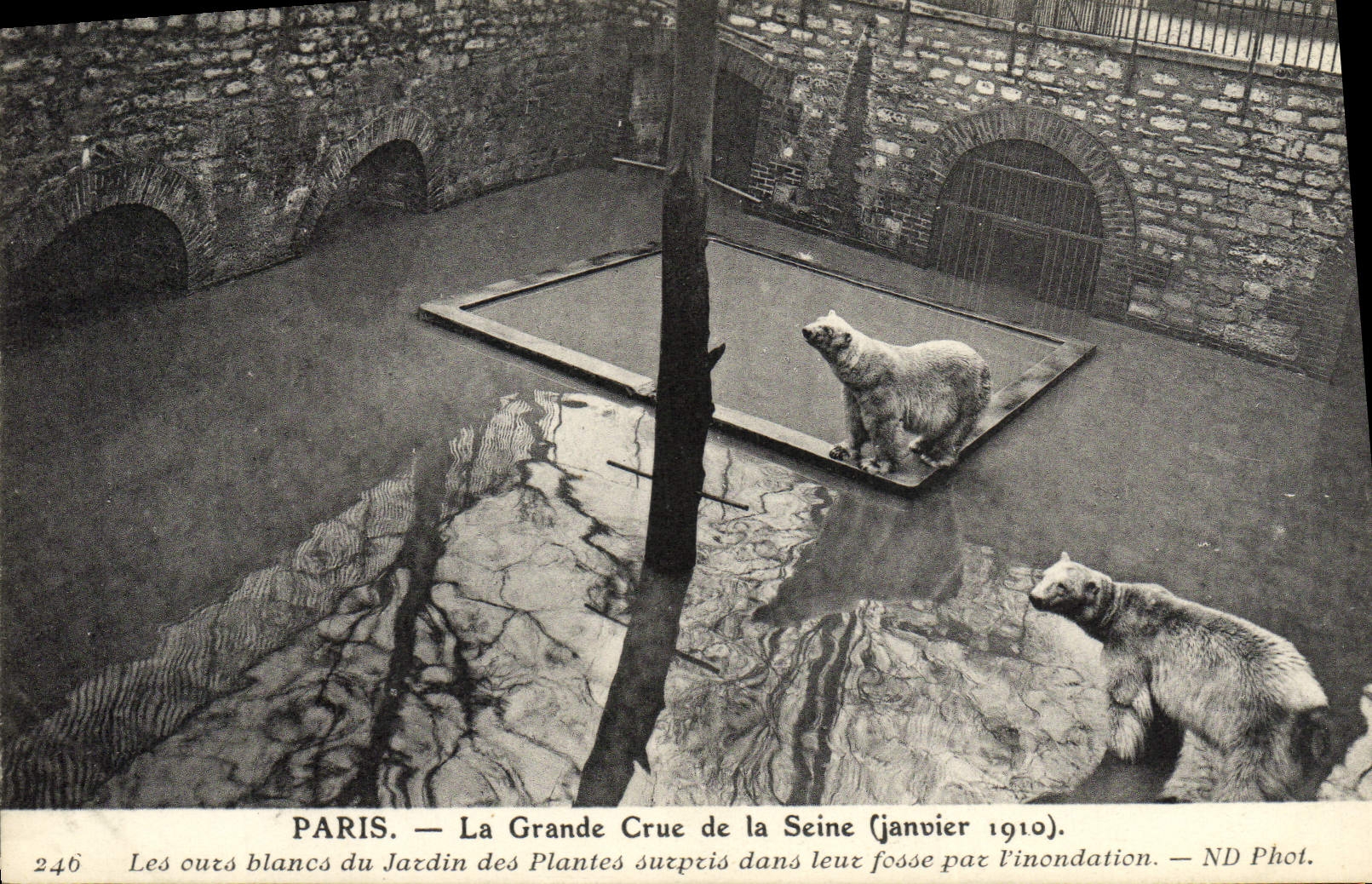 POSTAL París de la VENDIMIA el gran levantamiento de los osos polares de Seine del jardín botánico sorprendido en su hoyo