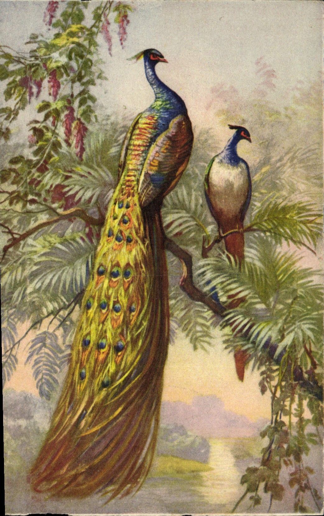 VINTAGE POSTCARD Fantasy Bird Peacock