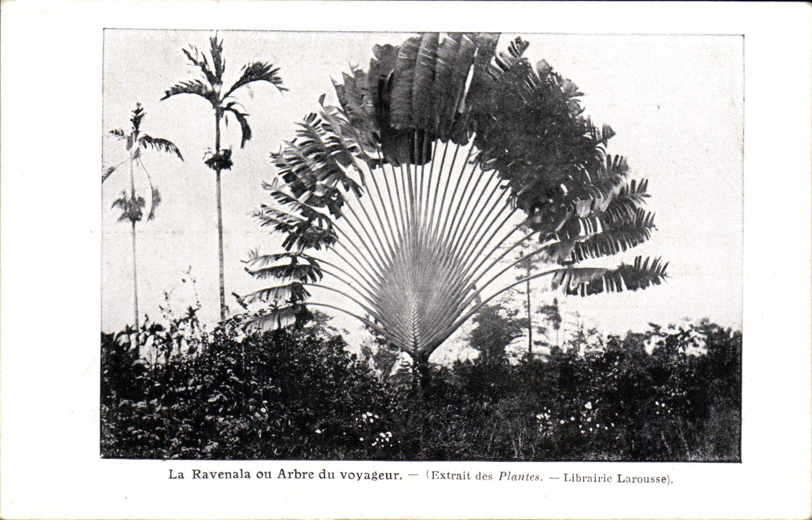 VINTAGE POSTCARD Ravenala or tree of the traveller Extracts from the Larousse Plants