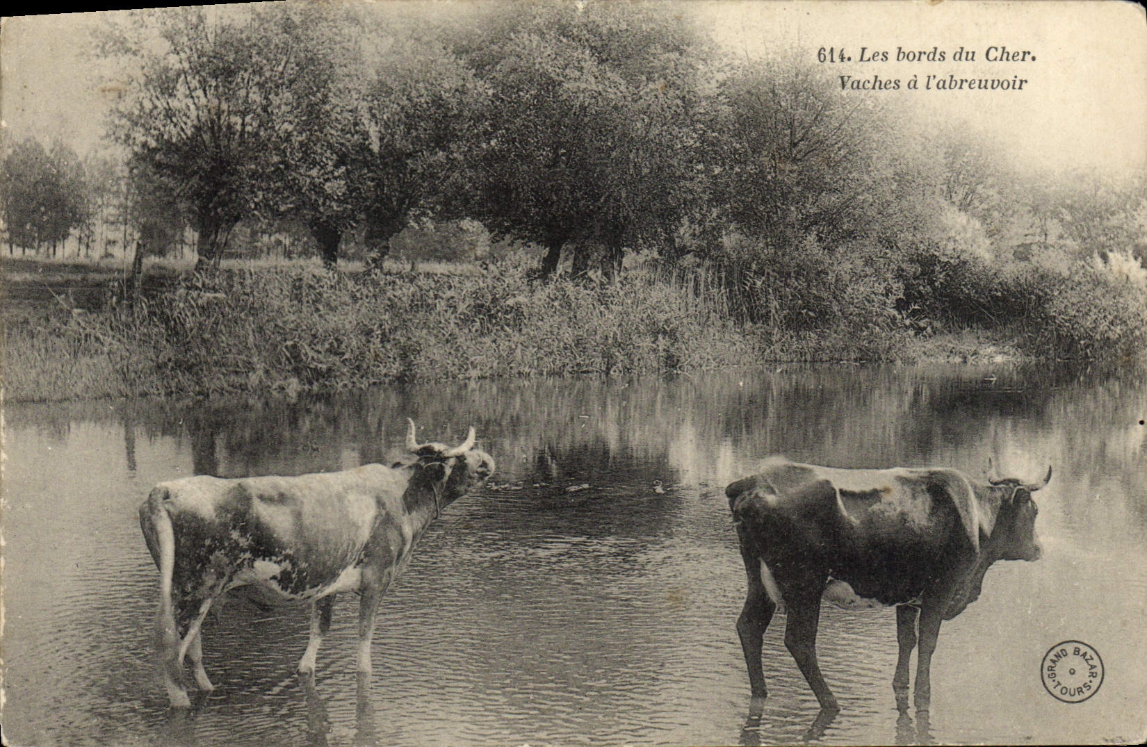 VINTAGE POSTCARD edges of Dear Vaches to the feeding trough