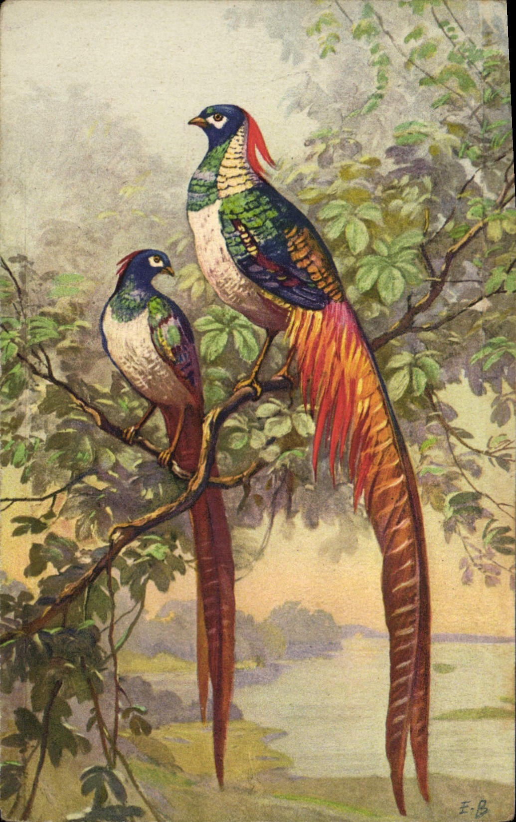 CPA Fantaisie Oiseau faisan