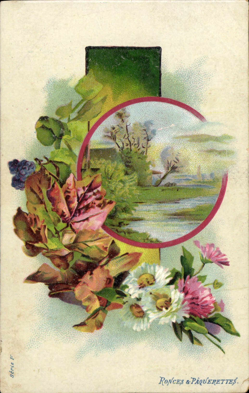 VINTAGE POSTCARD Brambles & Daisies Flowers