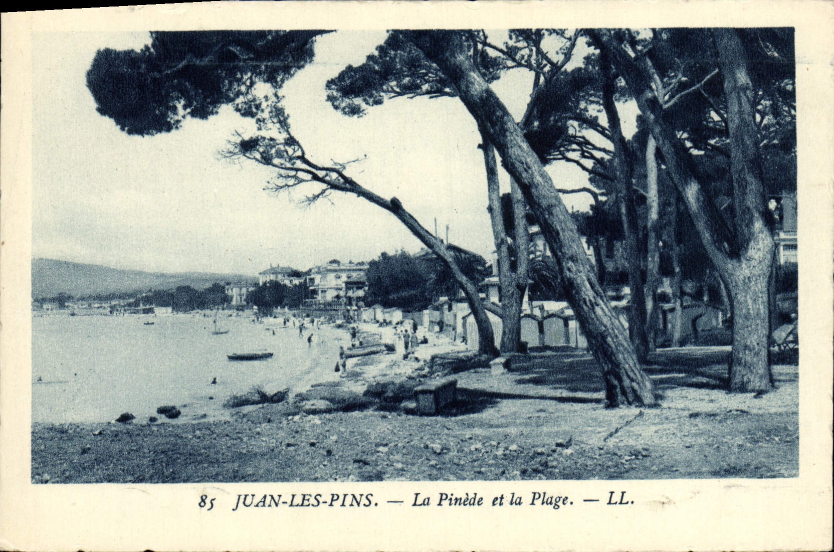 Pinos de Juan de la POSTAL de la VENDIMIA el bosque del pino y la playa