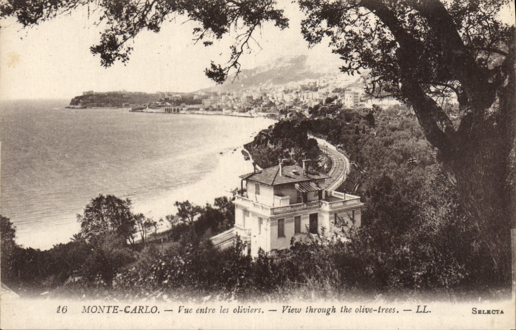 VINTAGE POSTCARD Monte Carlo Seen between the Olive-trees