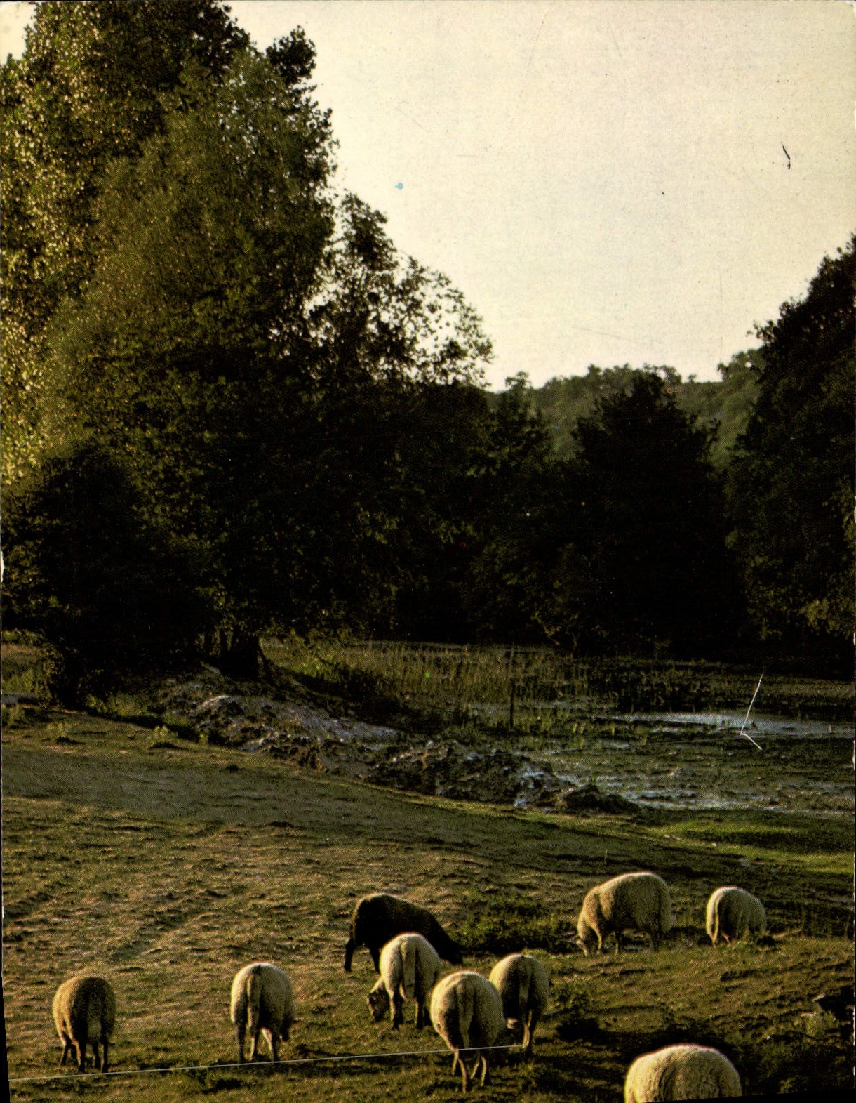 CPM La Nuit Tombe Ientement Sur Le Troupeau Moutons