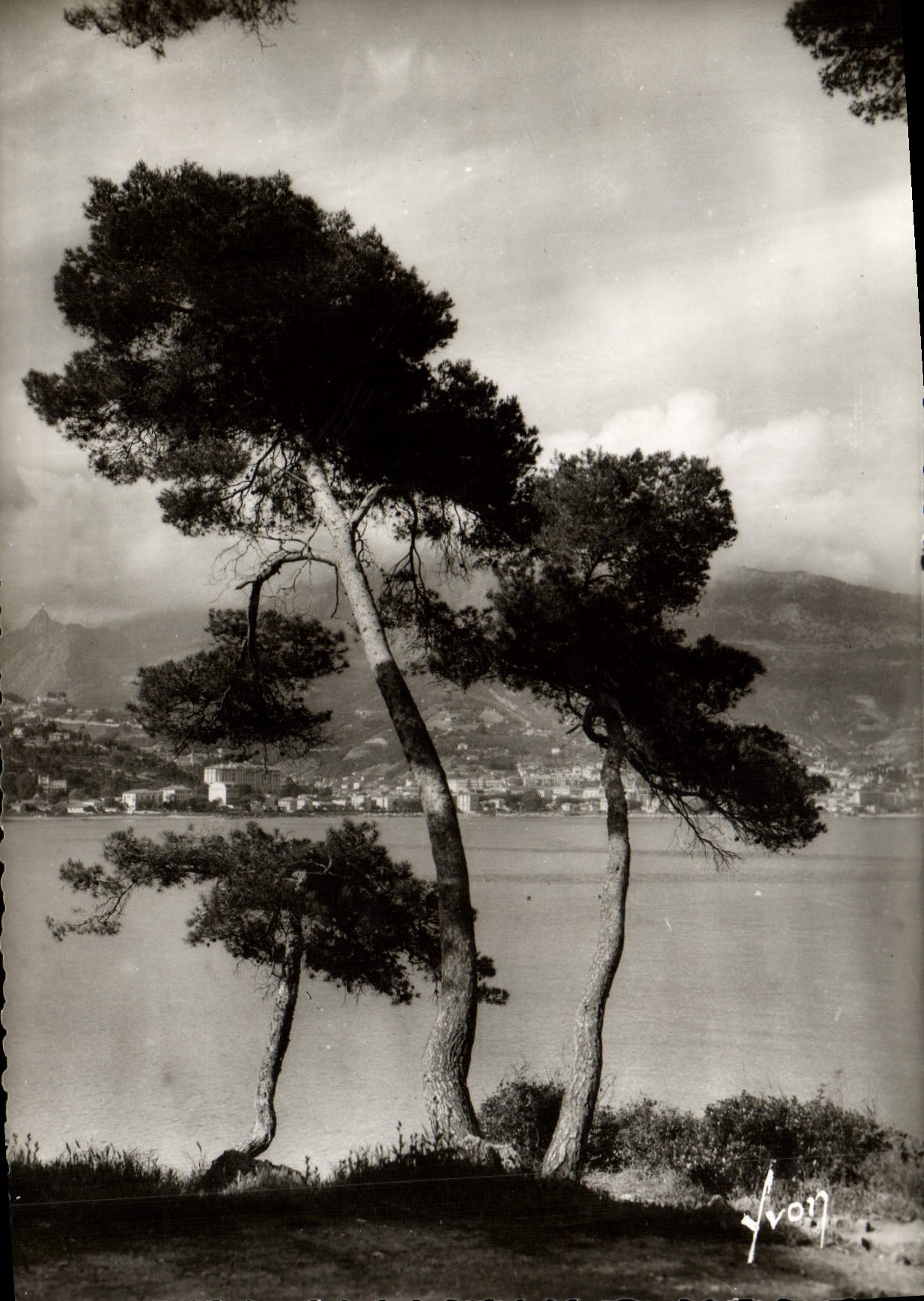 POSTAL MODERNA Menton pinos en el cabo Martin