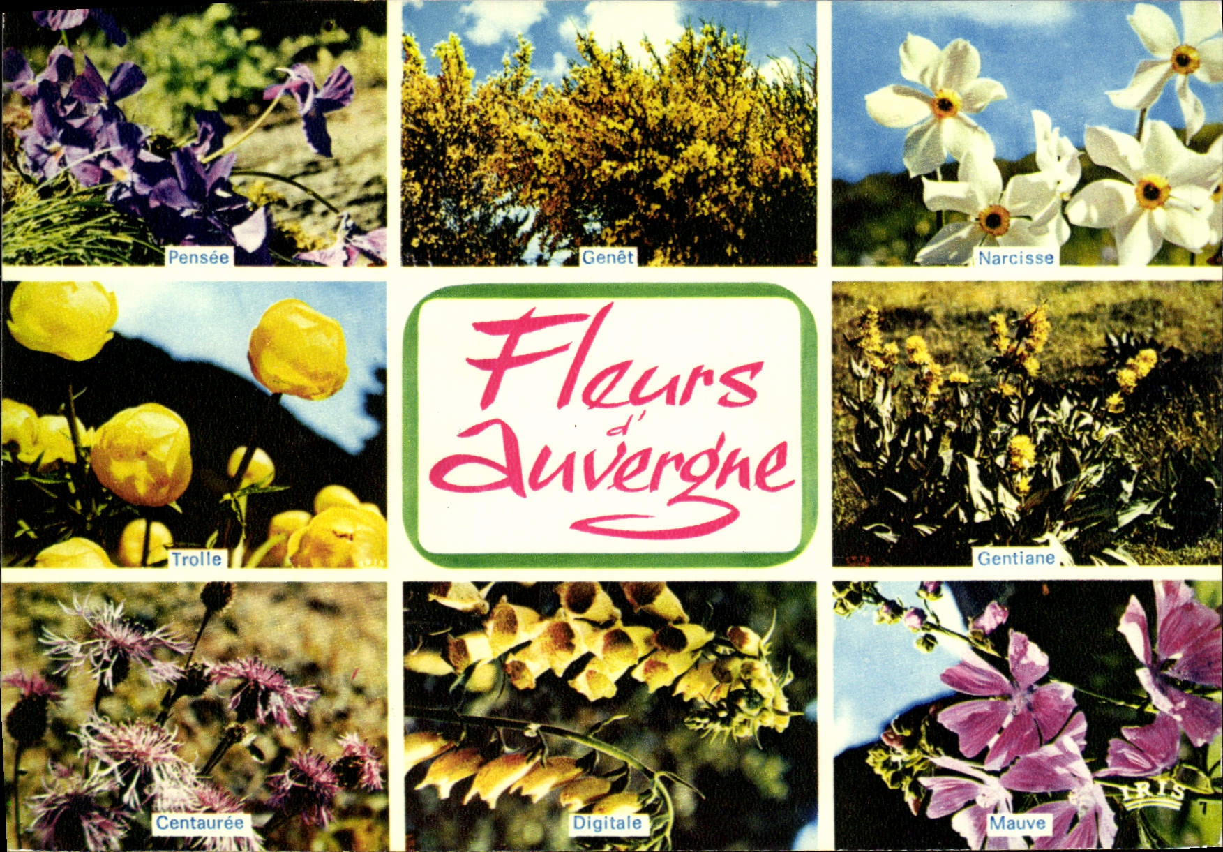 MODERN CARD Auvergne Flowers Thought Broom Trolle Centaury Narcisse Digital Mauve Gentian