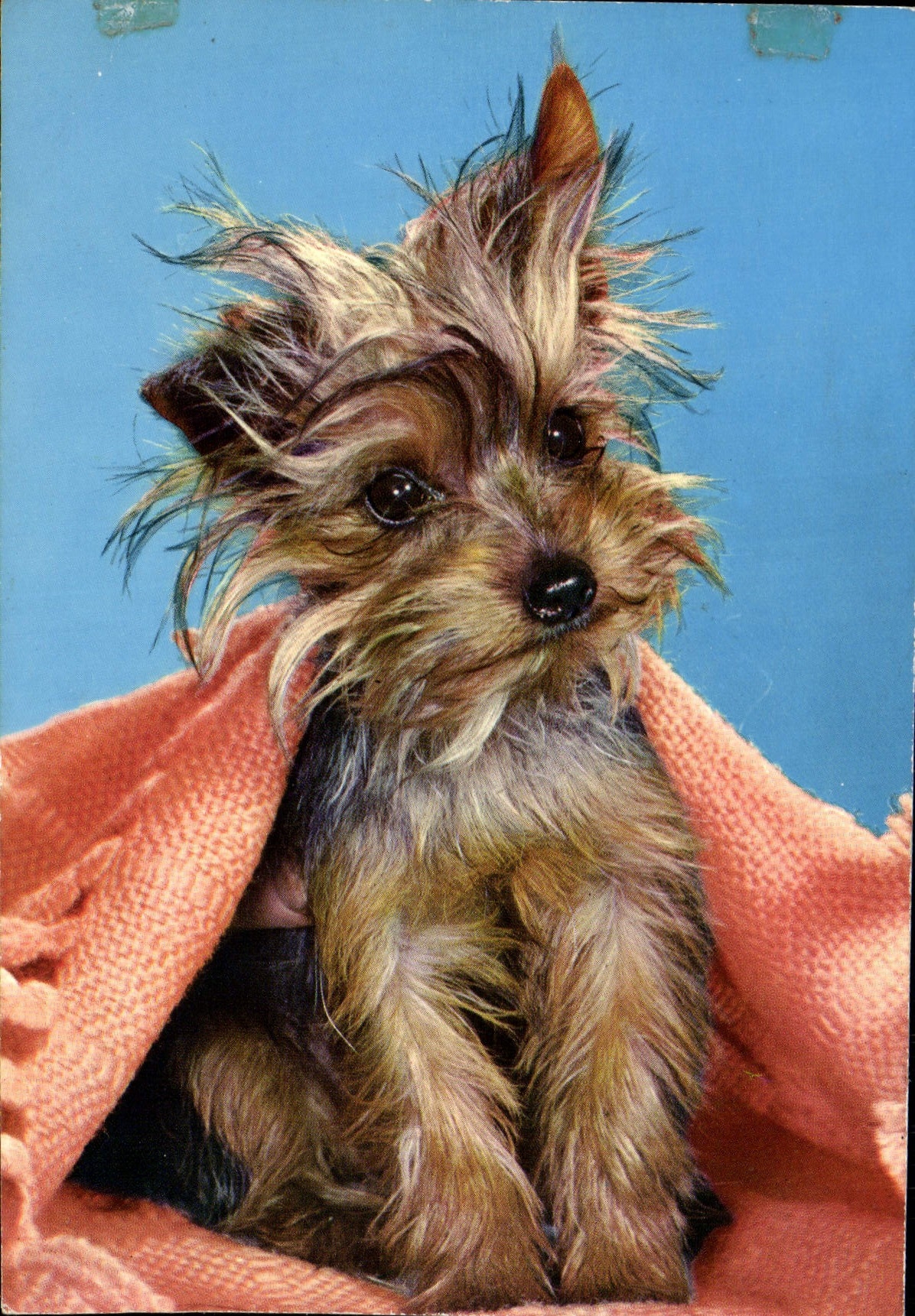 CPM Chien