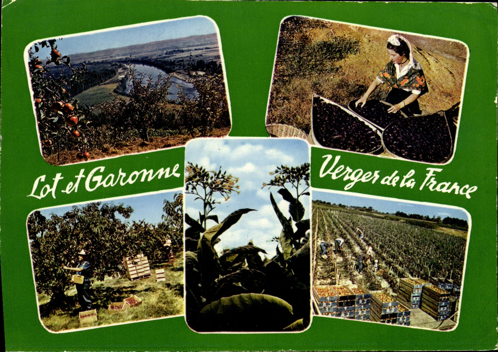 MODERN CARD the Orchard Of France the Sorting Of Plum the Gathering Of Fishings Flower Of Tobacco Tomatos