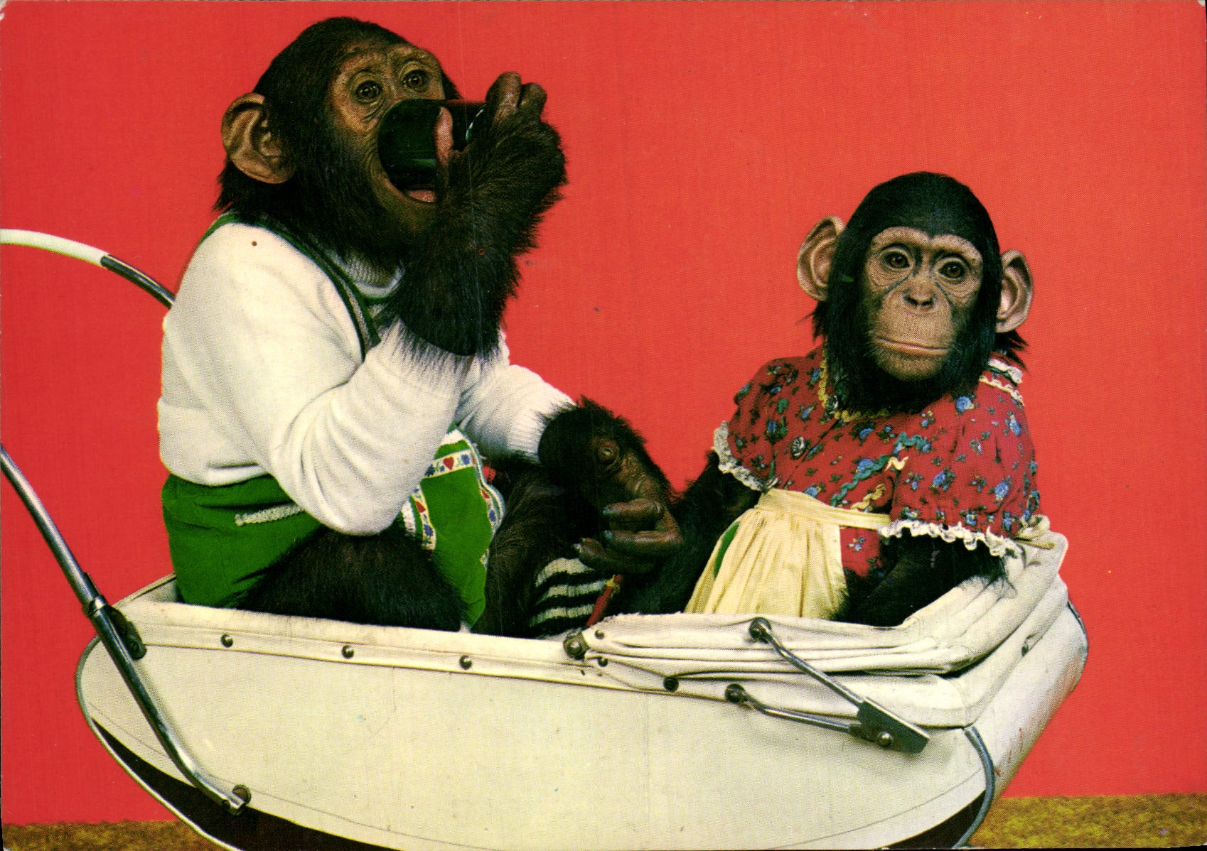 CPM Singe Singe 