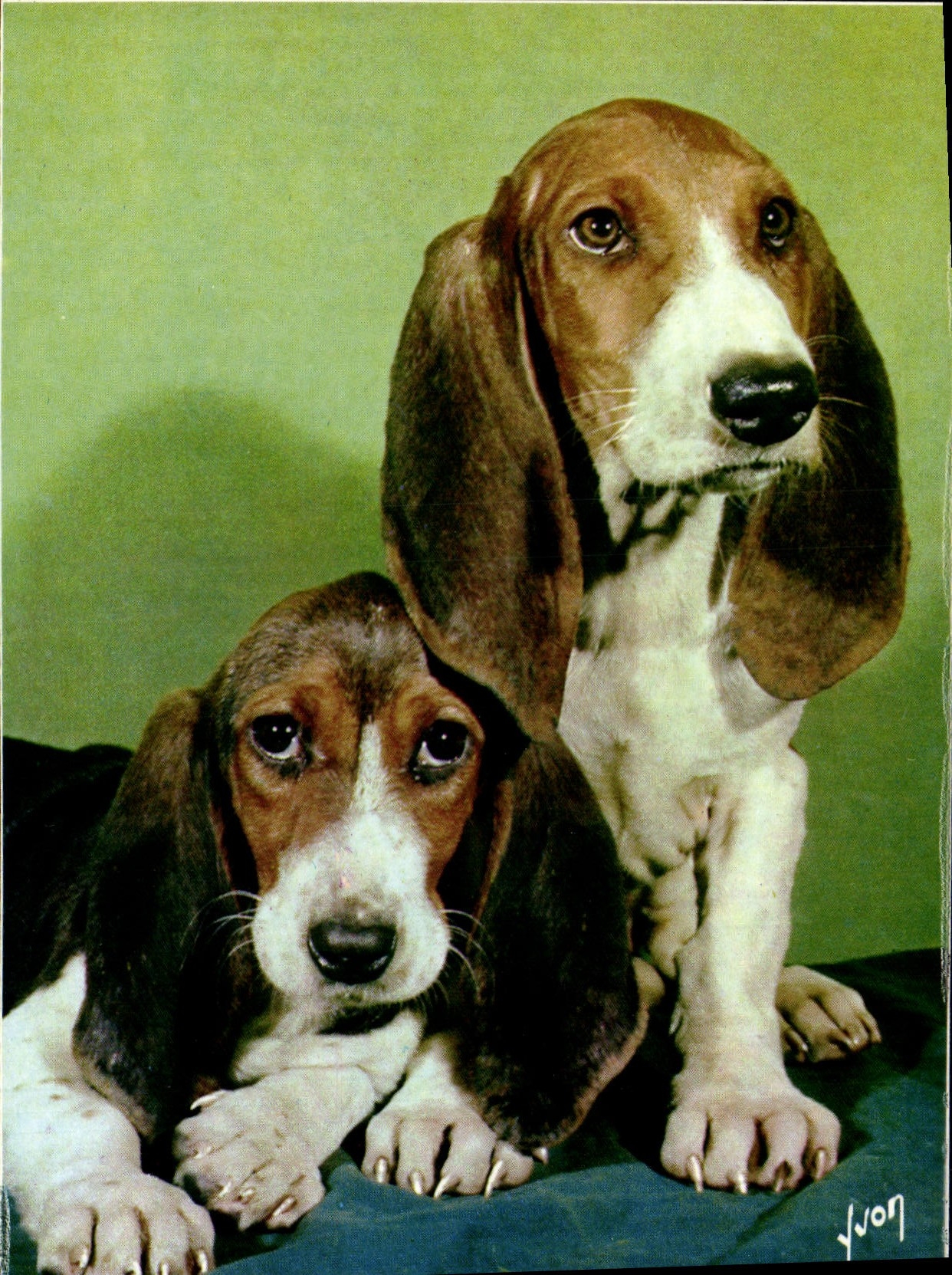 MODERN CARD Dogs And cats Our Friends