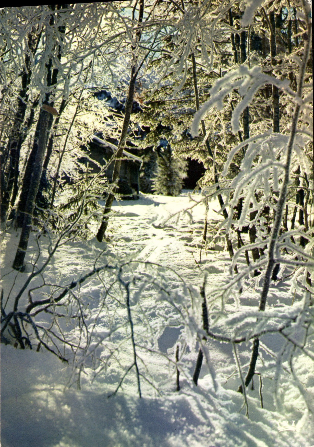 CPM Trouee dans les bois